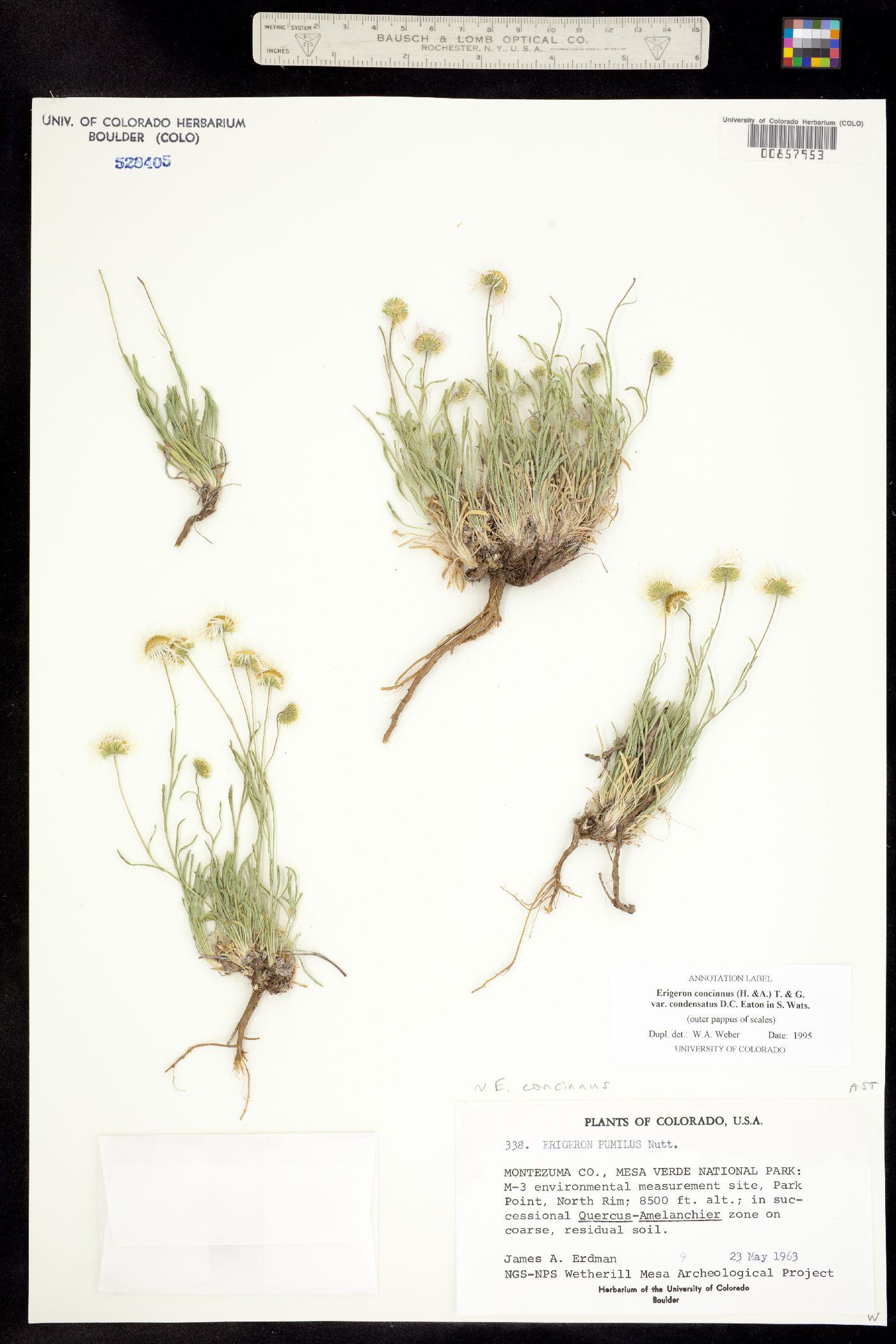 Erigeron concinnus var. condensatus image