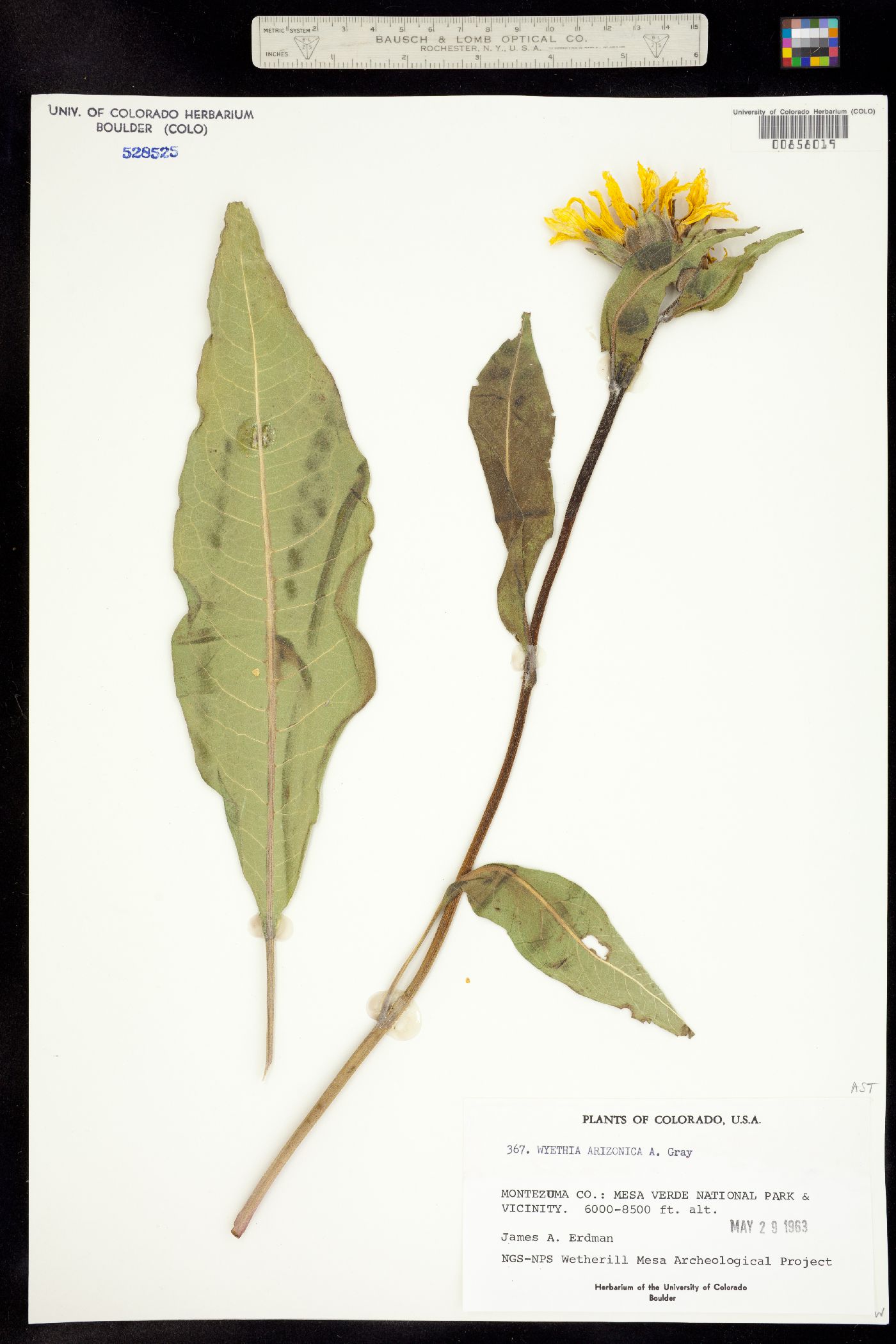 Wyethia image