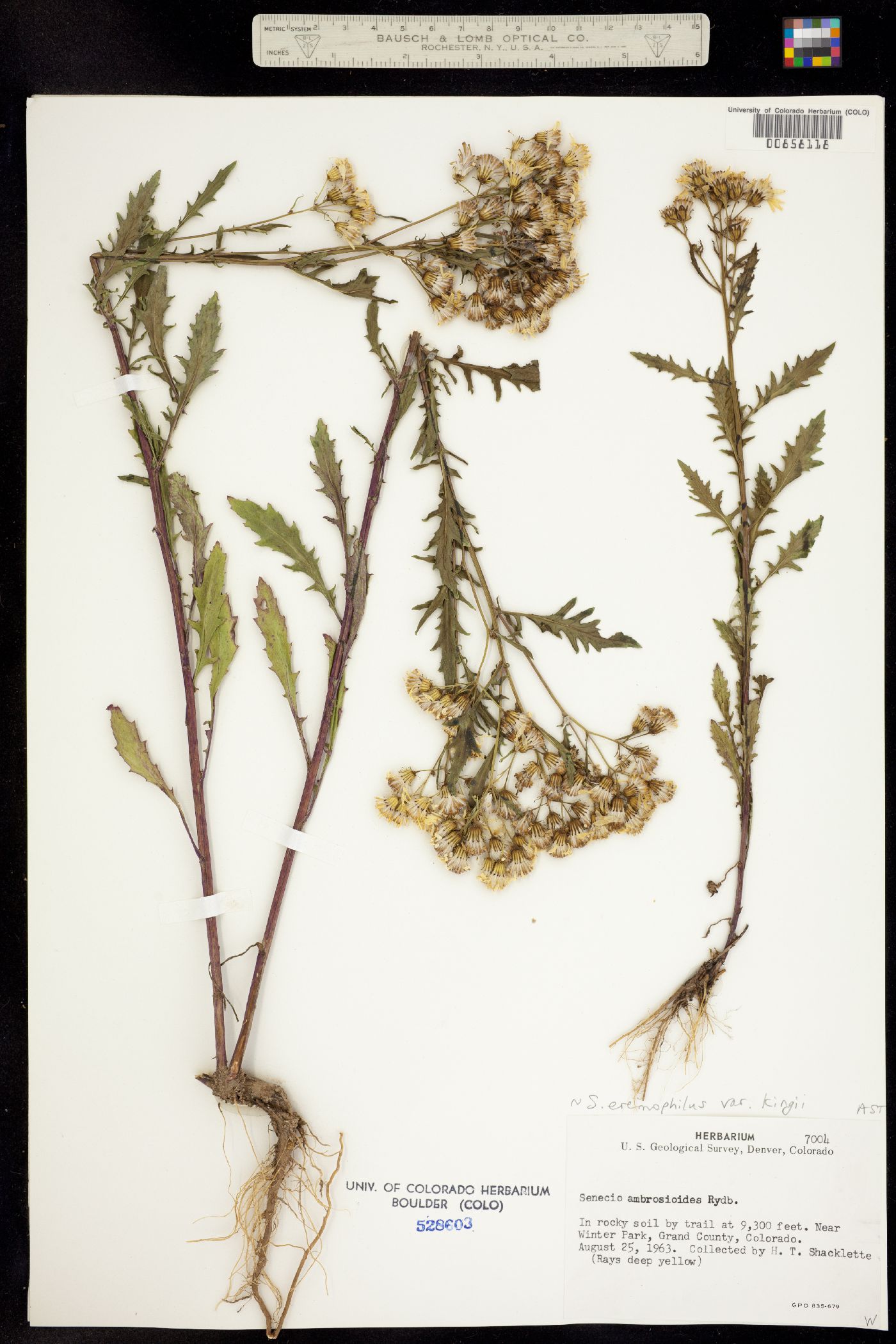 Senecio eremophilus ssp. kingii image