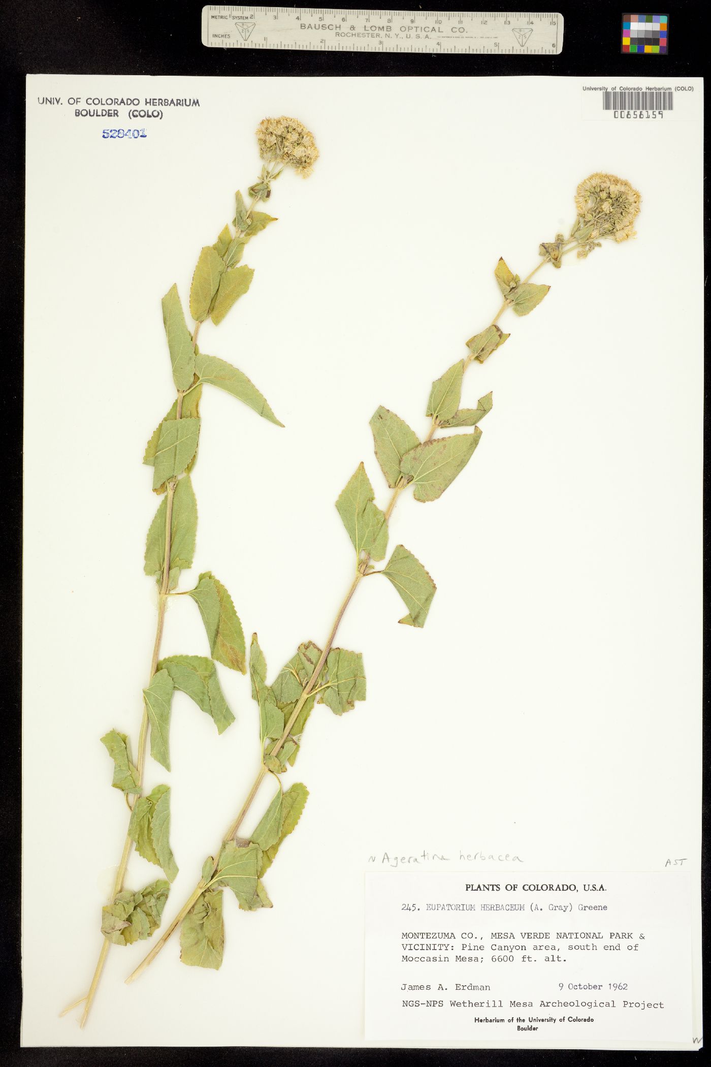 Ageratina herbacea image