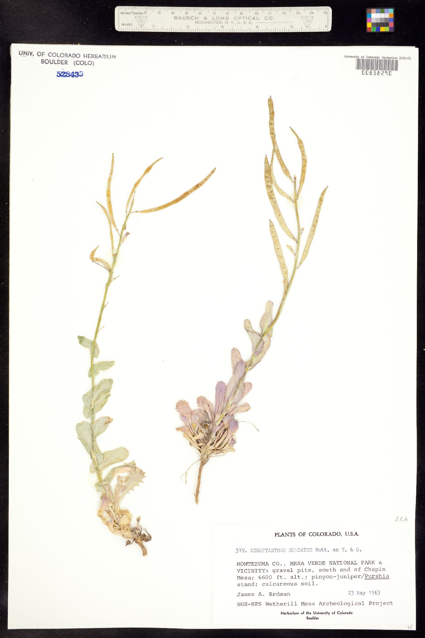 Streptanthus cordatus image