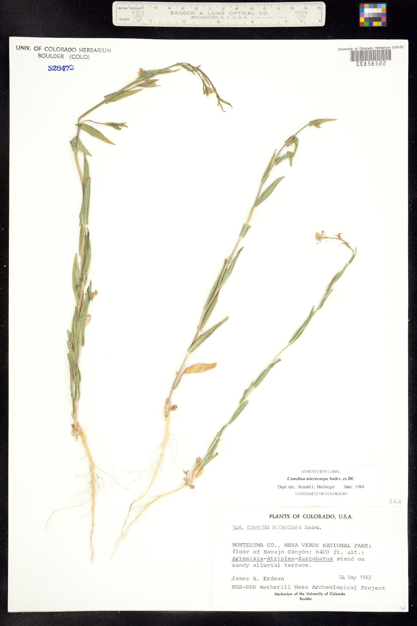 Camelina microcarpa image