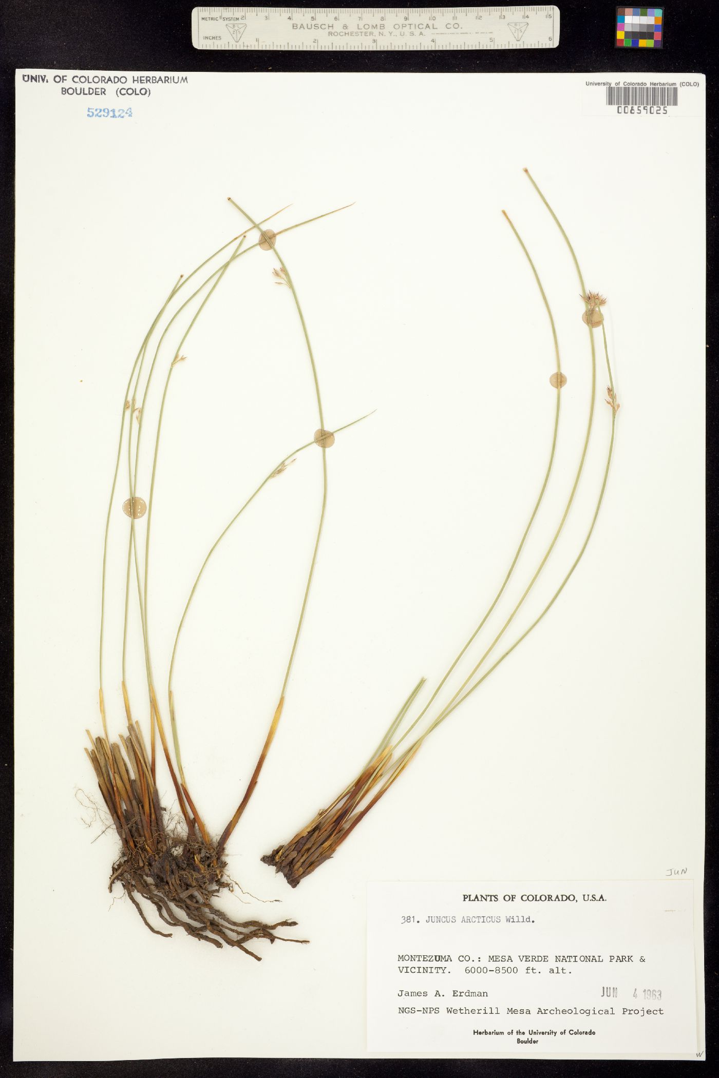 Juncus balticus ssp. ater image