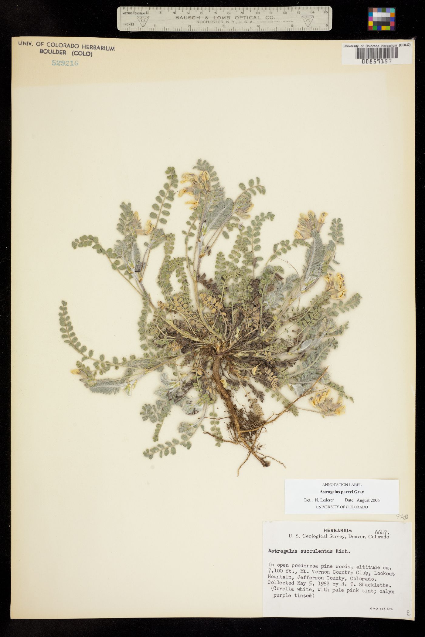 Astragalus parryi image