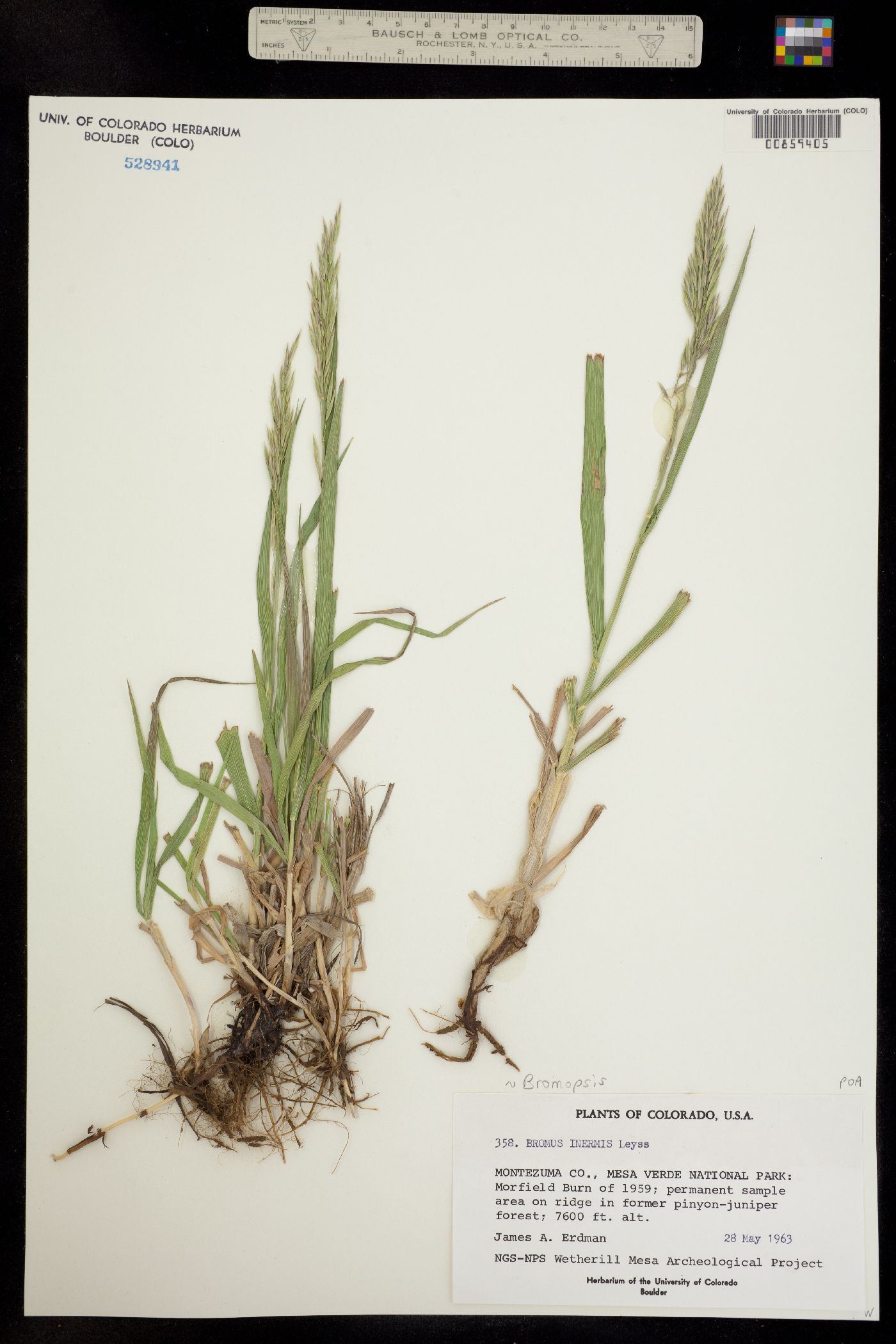 Bromus inermis var. inermis image