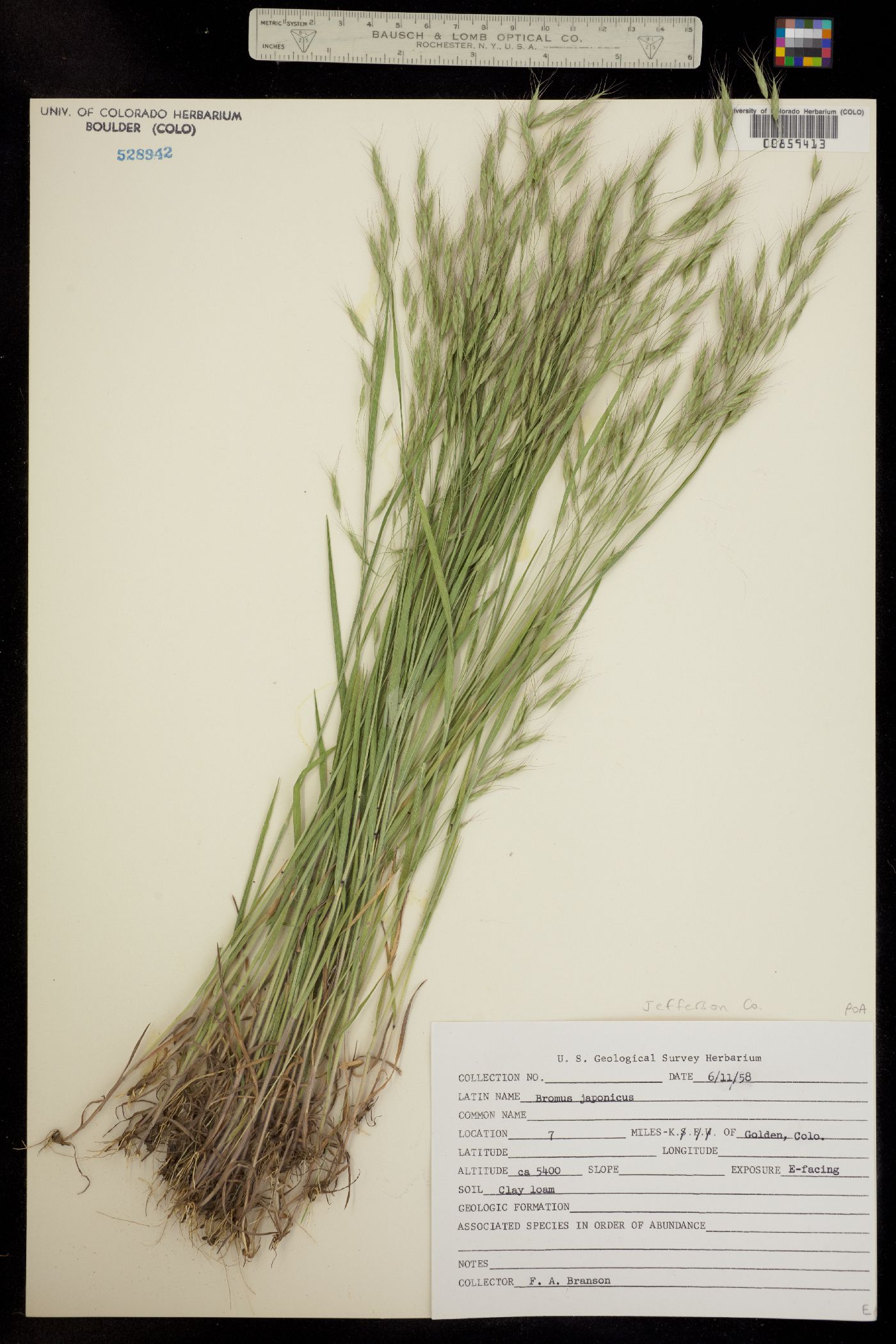 Bromus japonicus image