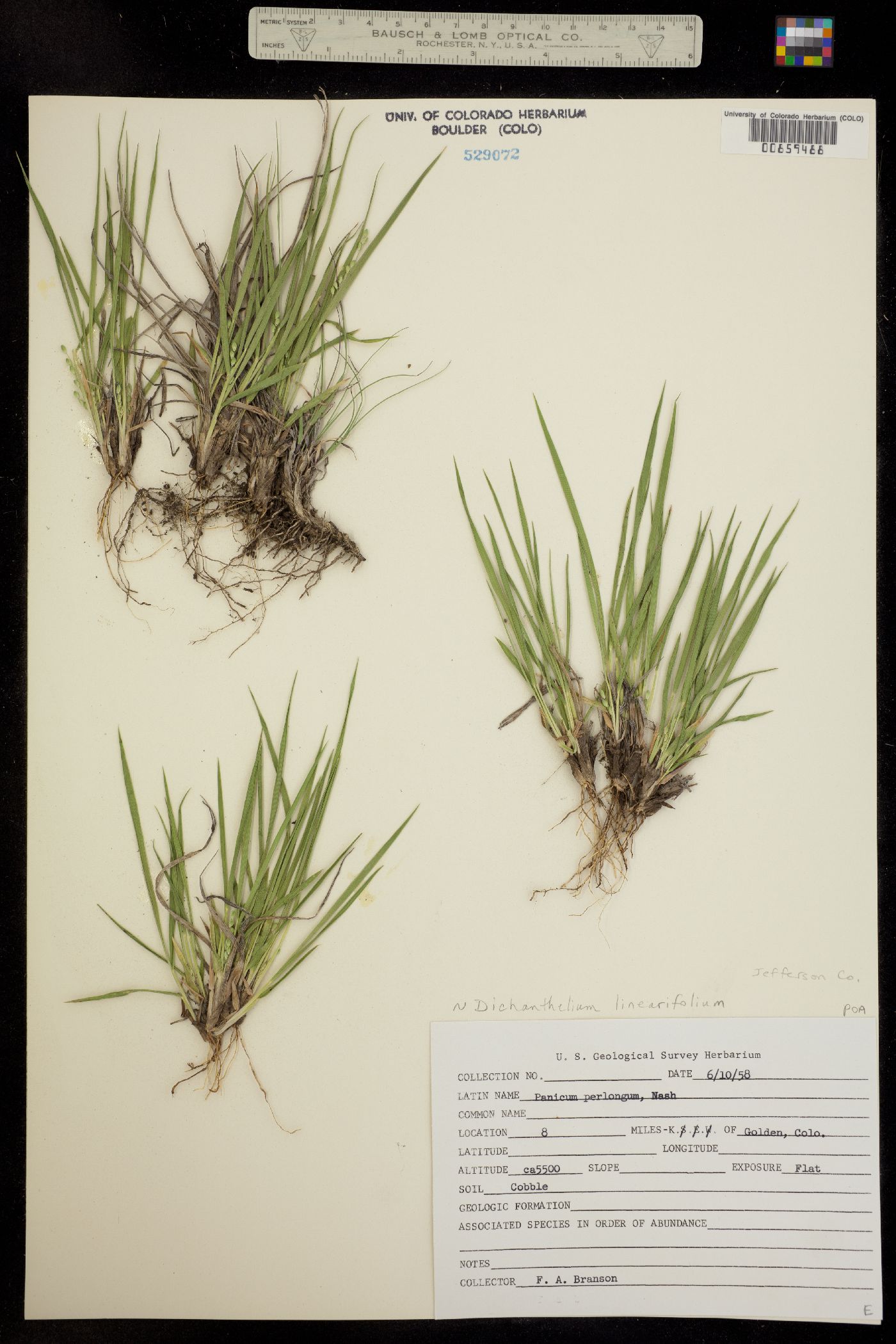 Dichanthelium linearifolium image