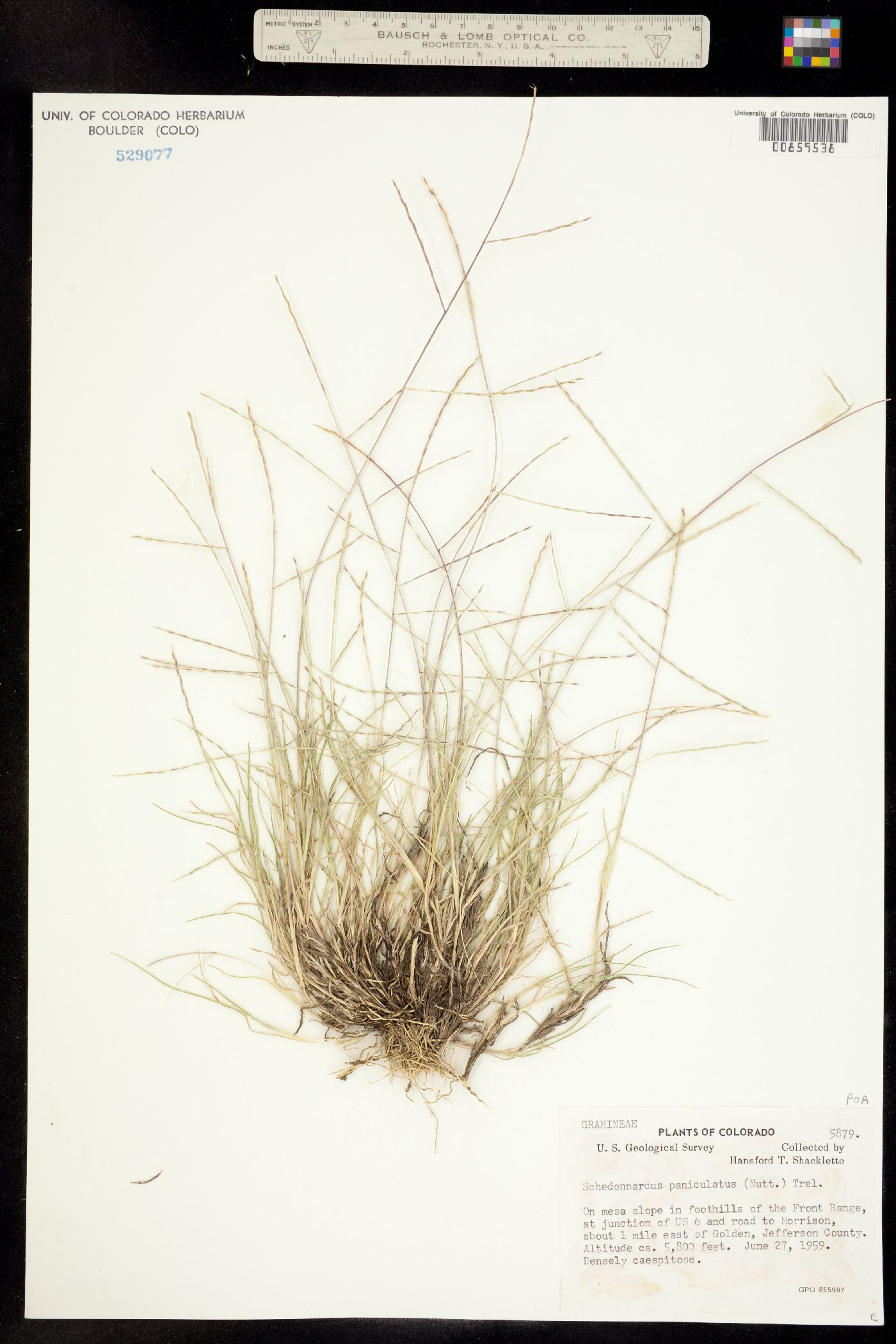 Muhlenbergia paniculata image