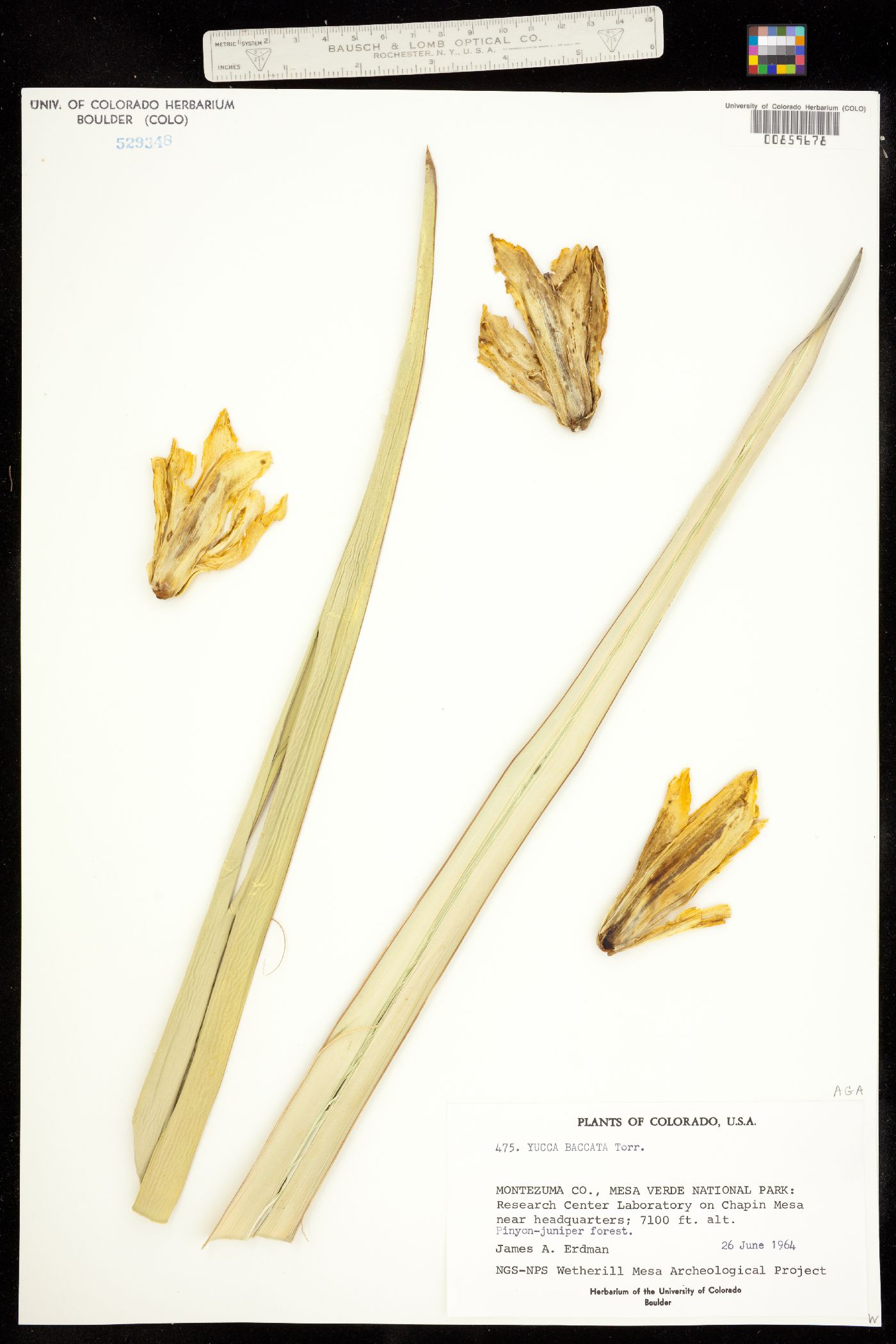 Yucca baccata image