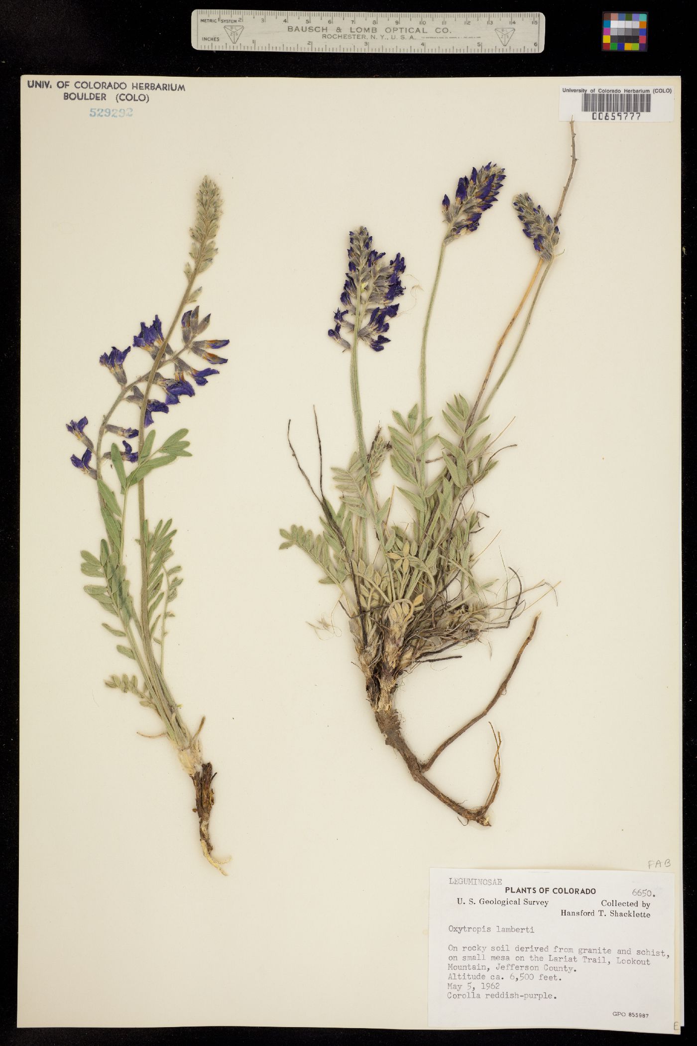 Oxytropis image