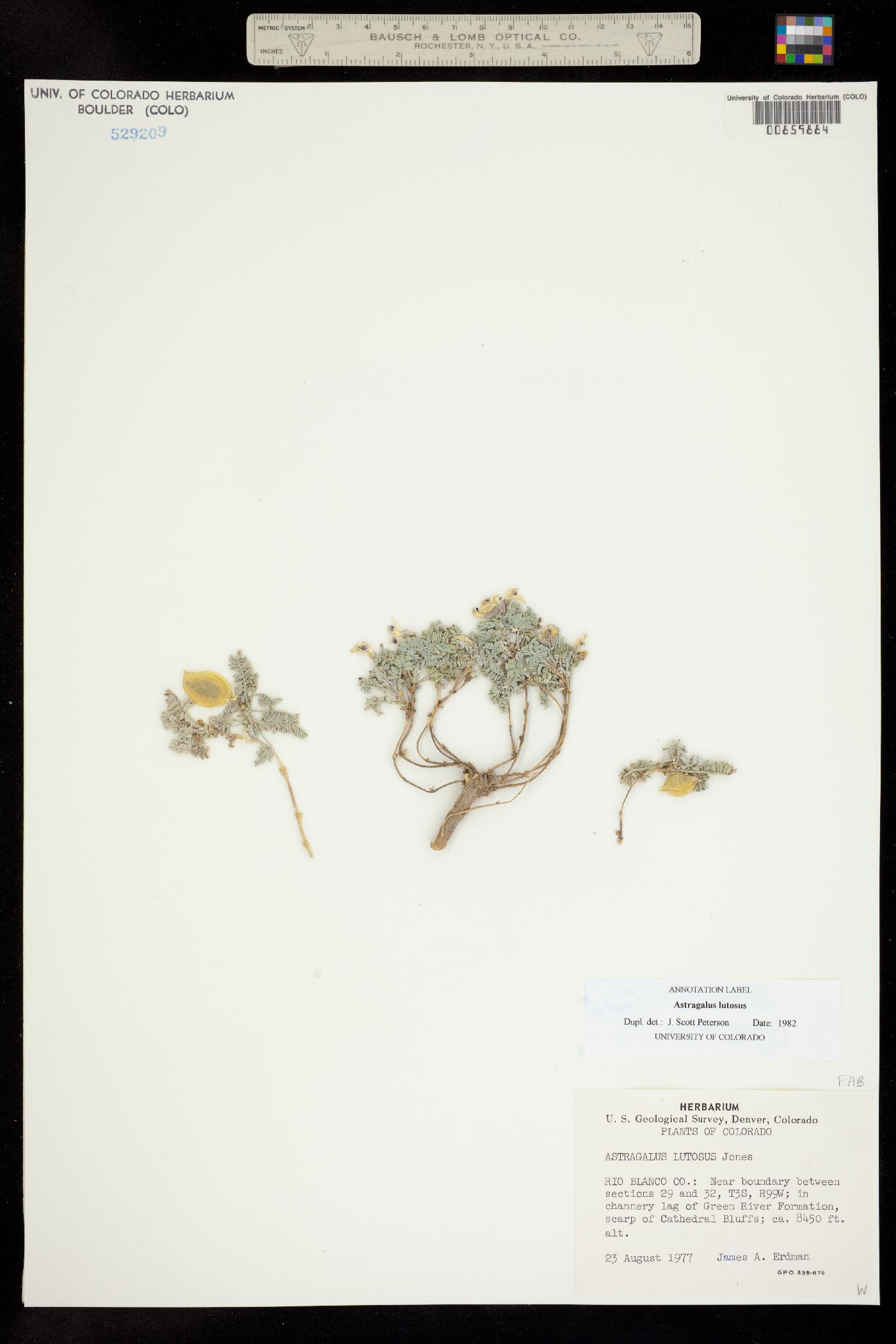 Astragalus lutosus image