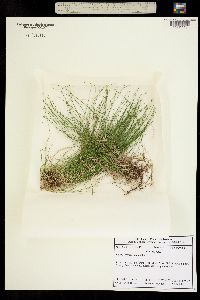 Image of Carex leptalea