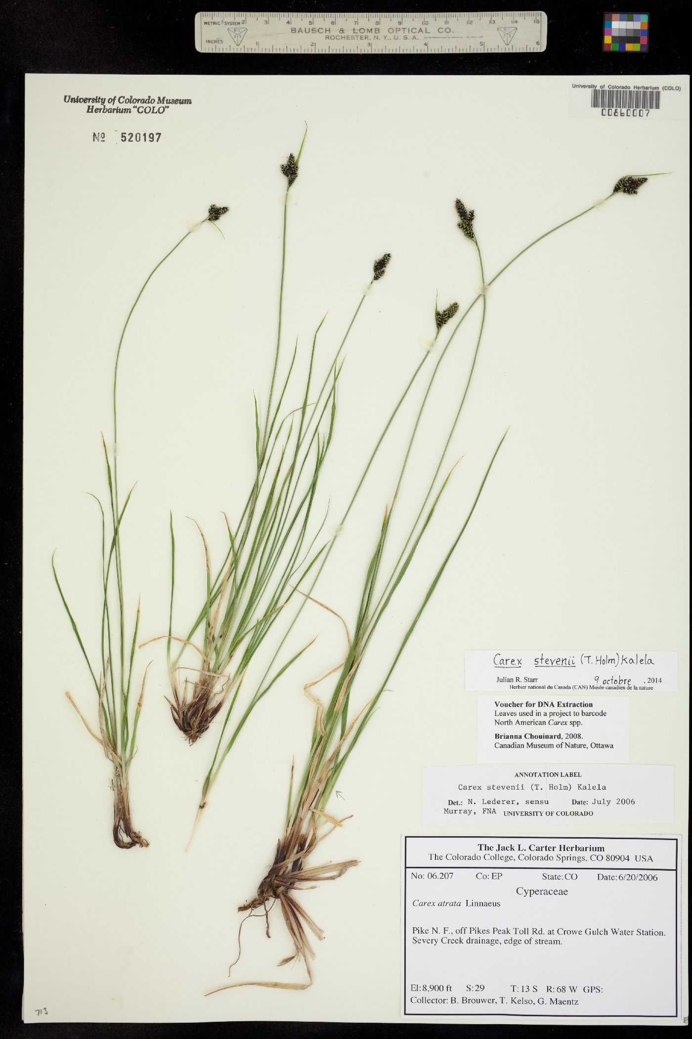 Carex stevenii image