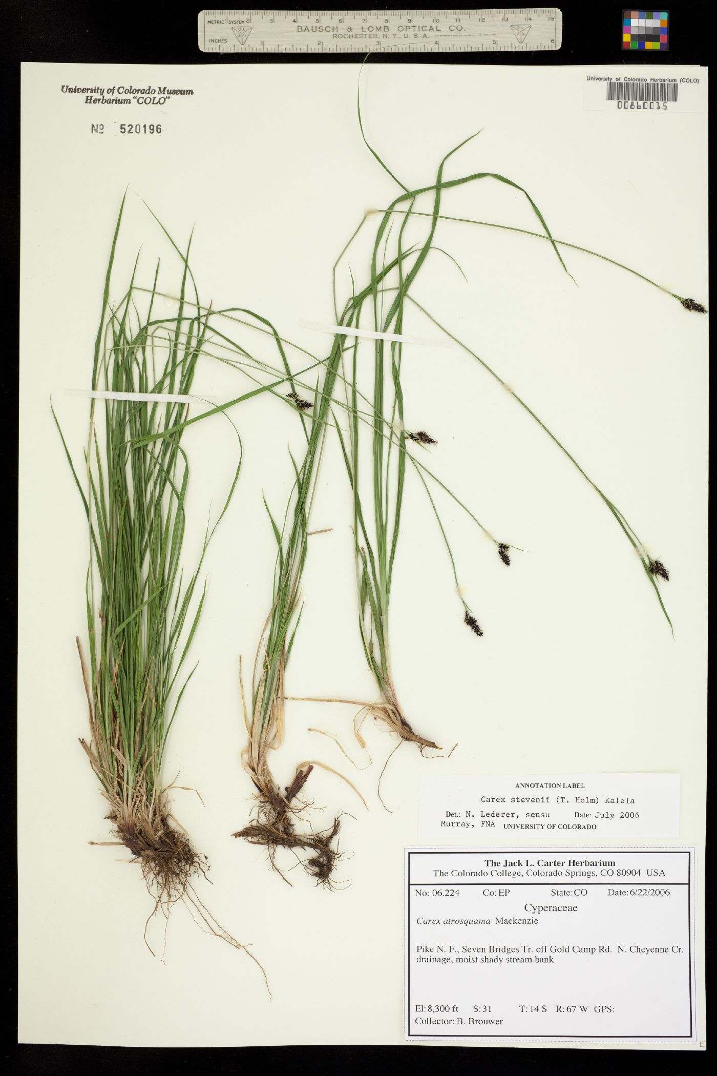 Carex stevenii image