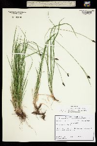 Carex norvegica subsp. stevenii image