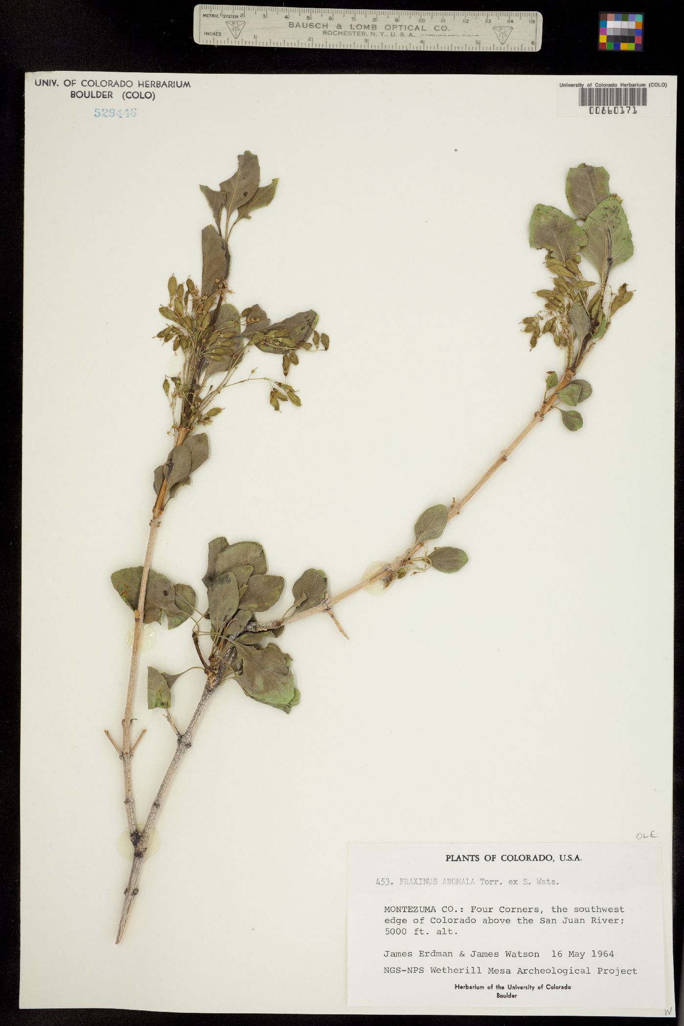 Fraxinus anomala image