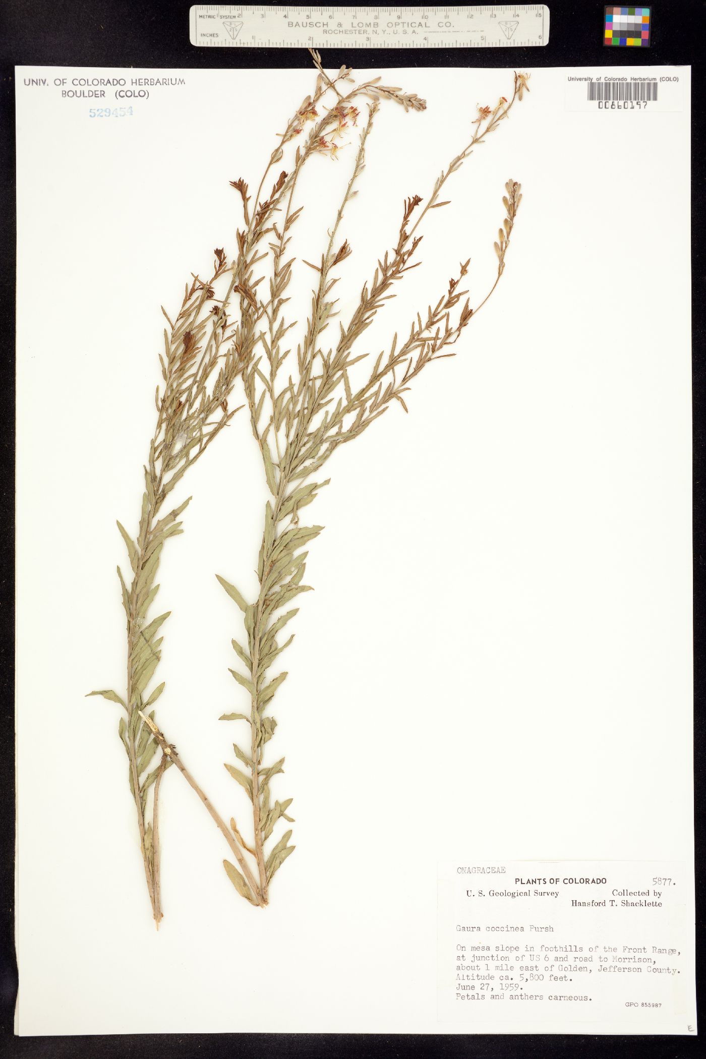 Oenothera suffrutescens image
