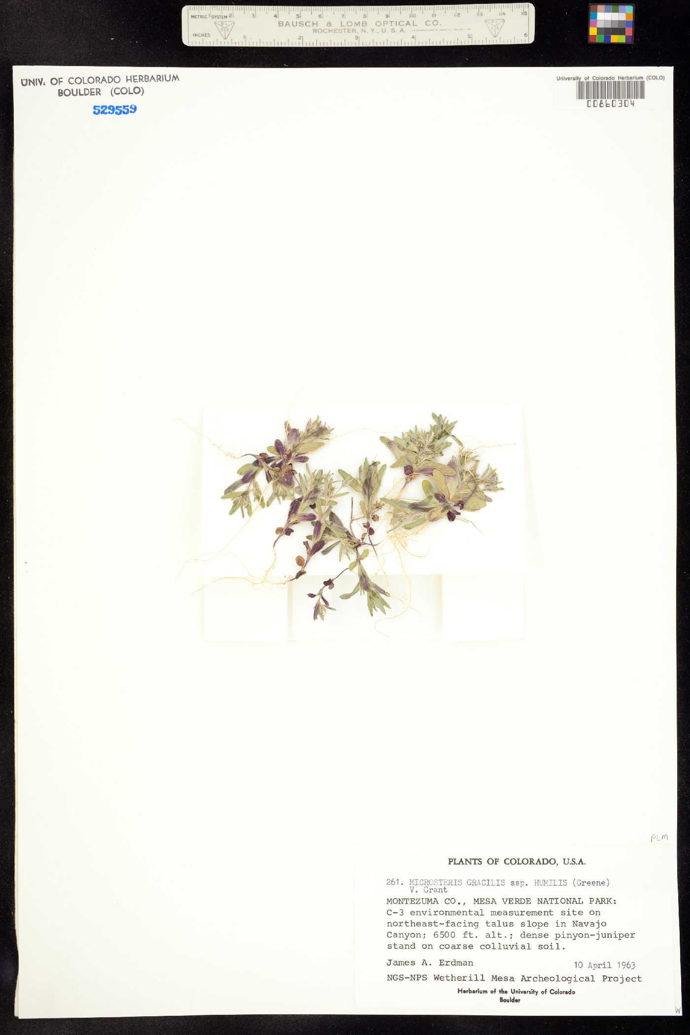 Microsteris gracilis var. humilior image
