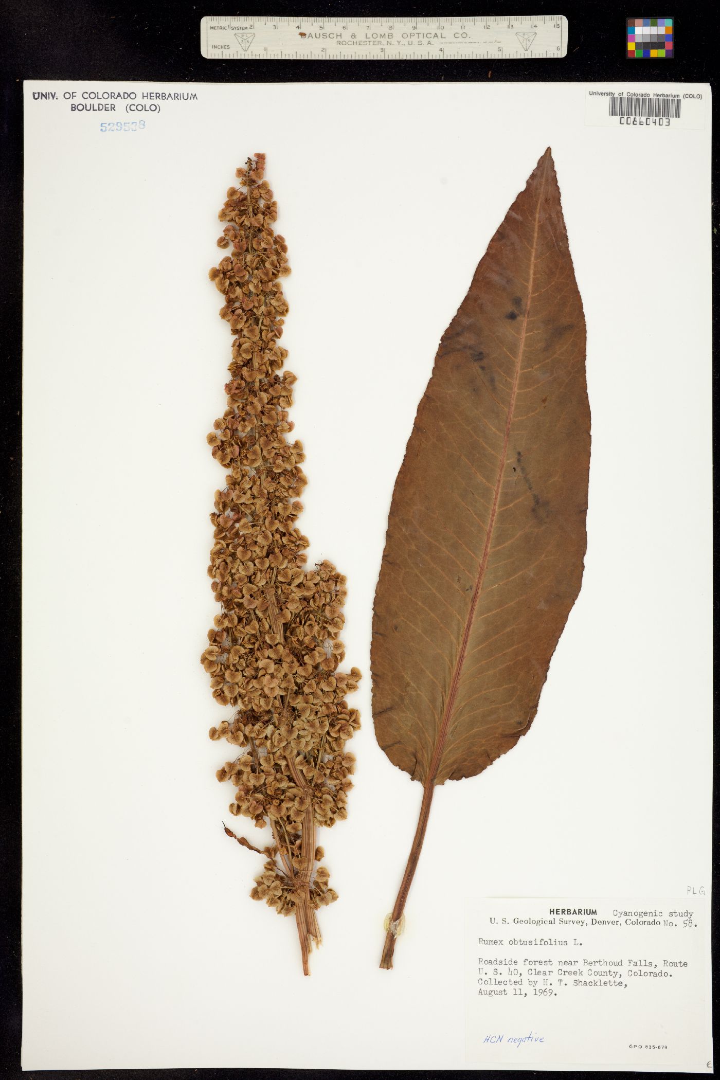 Rumex obtusifolius image