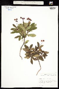 Chimaphila umbellata subsp. occidentalis image