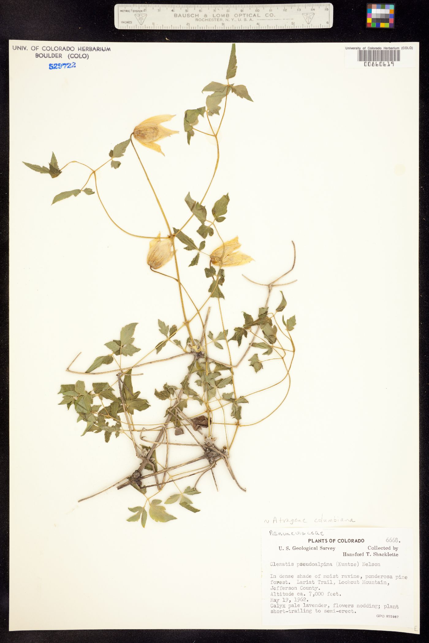 Clematis columbiana image