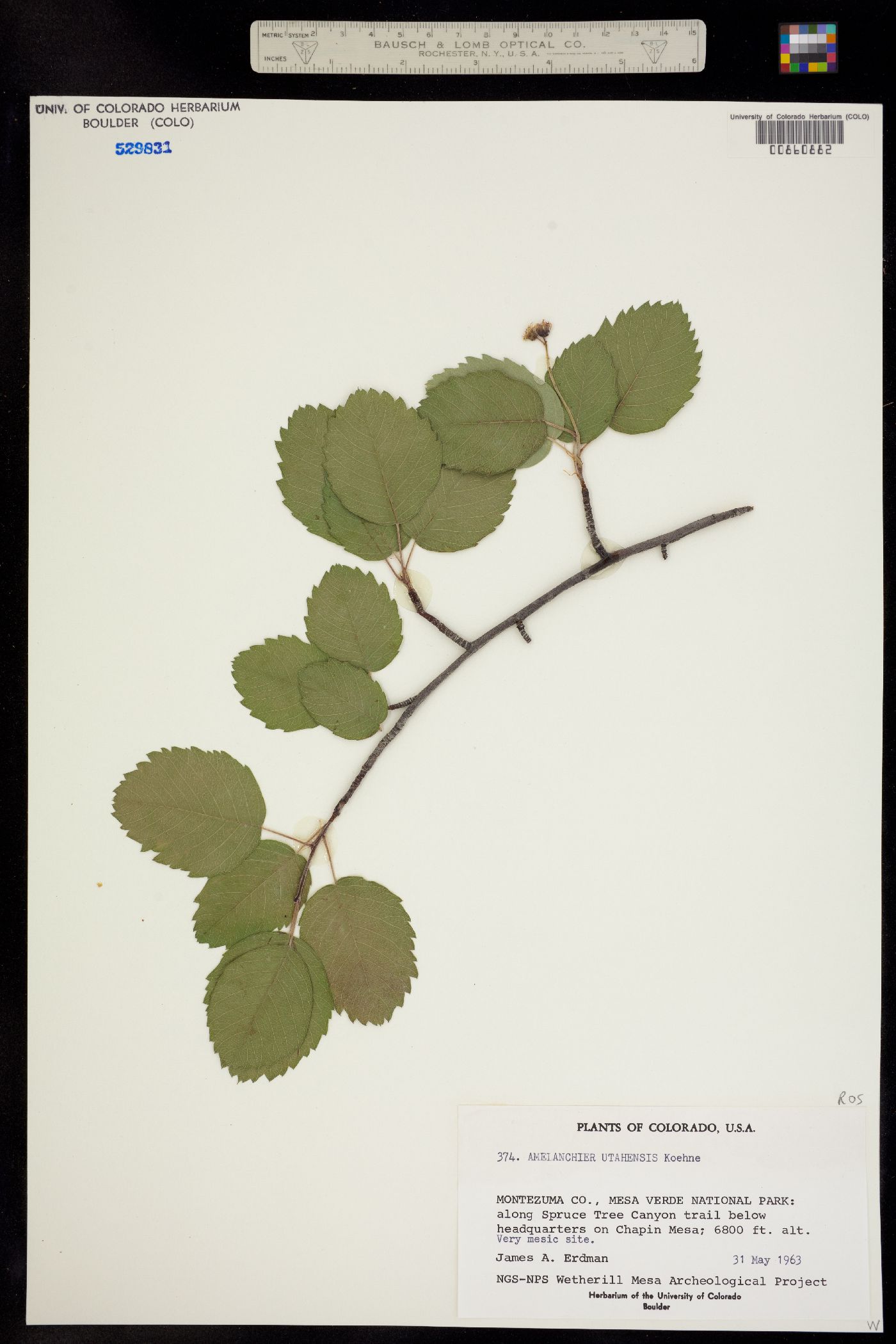 Amelanchier utahensis image