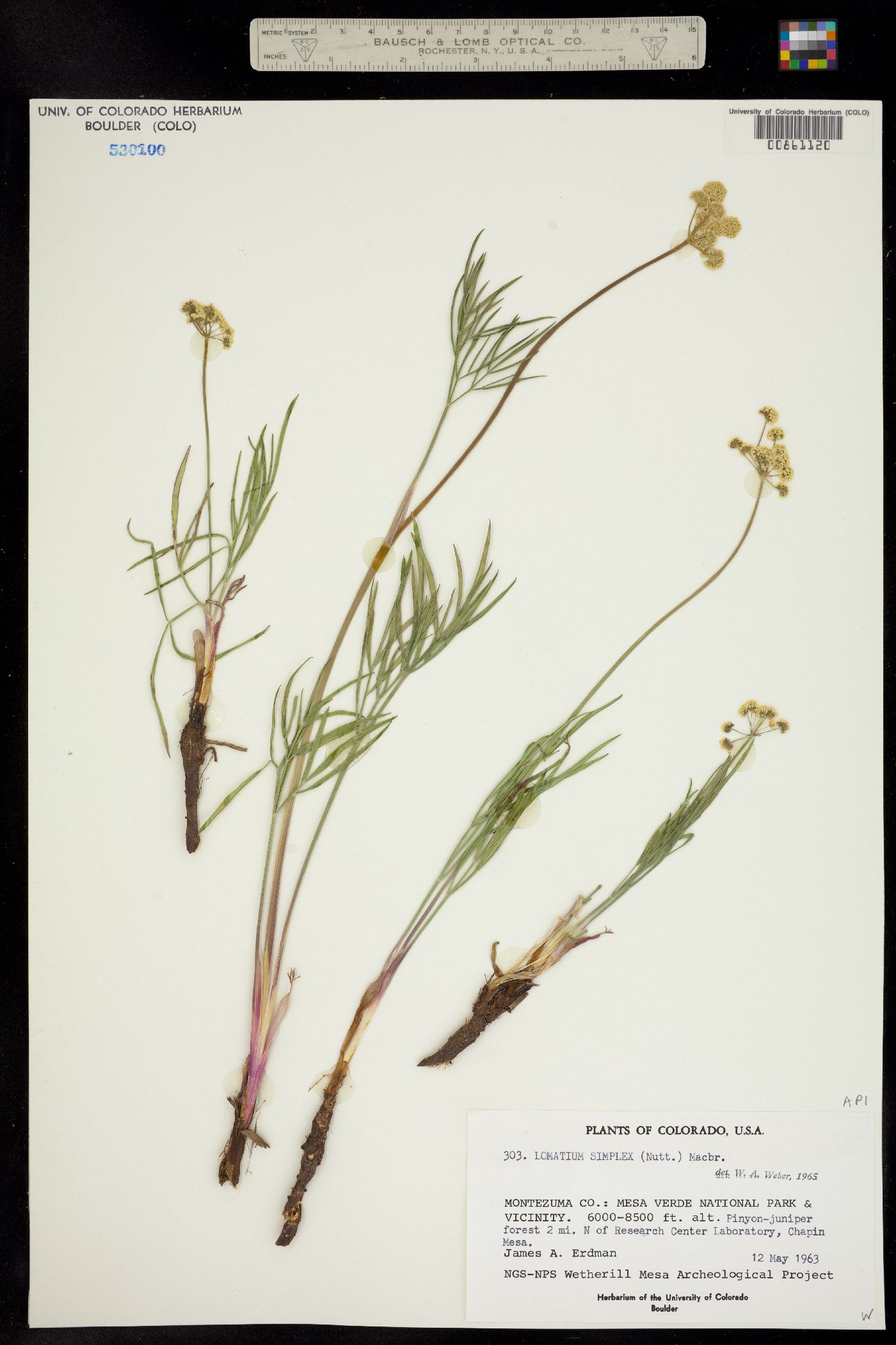 Lomatium triternatum ssp. platycarpum image