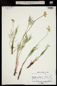 Lomatium triternatum ssp. platycarpum image
