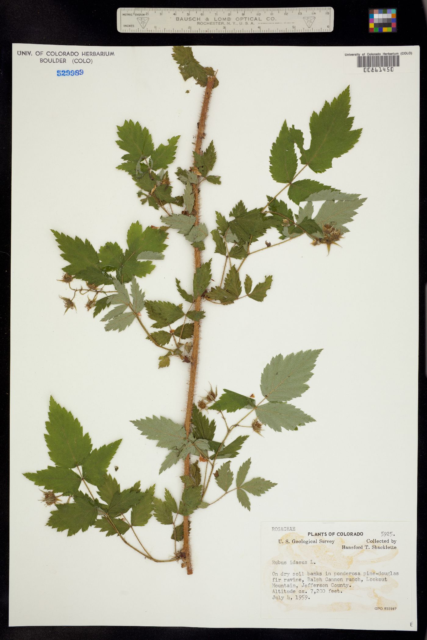 Rubus sachalinensis var. sachalinensis image