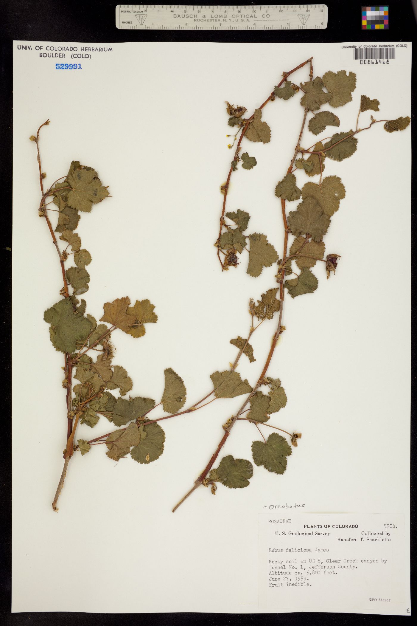 Rubus deliciosus image