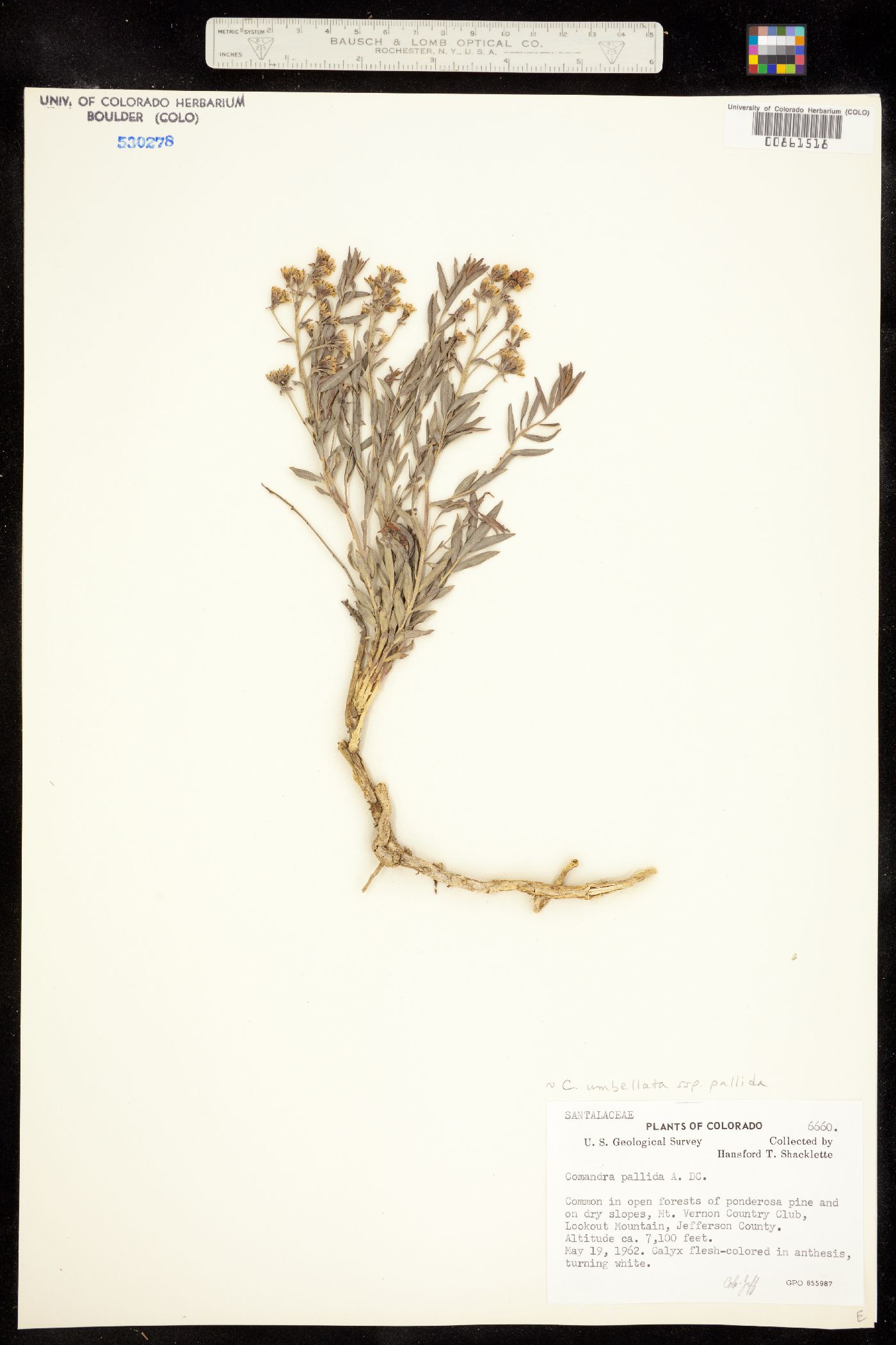 Comandra umbellata ssp. pallida image