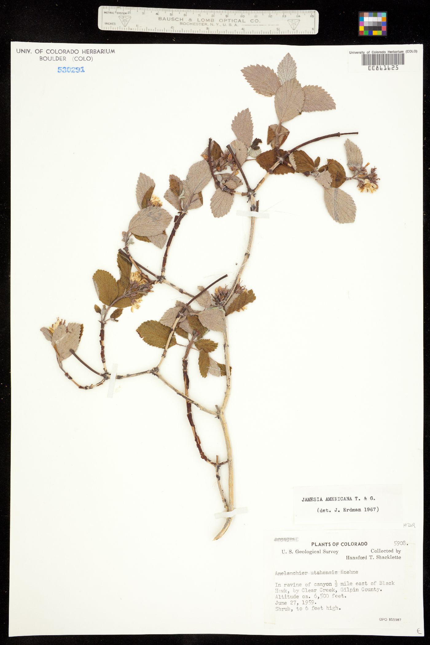 Jamesia americana image