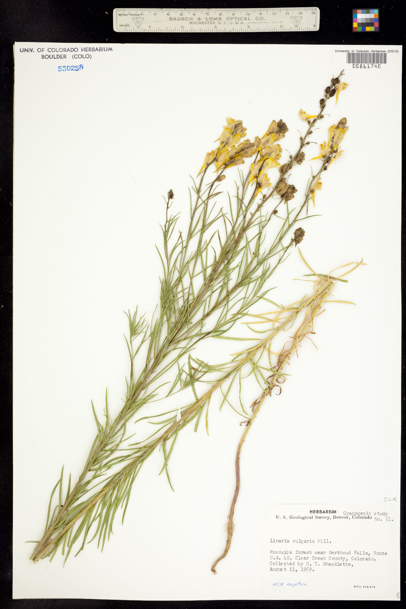 Linaria vulgaris image