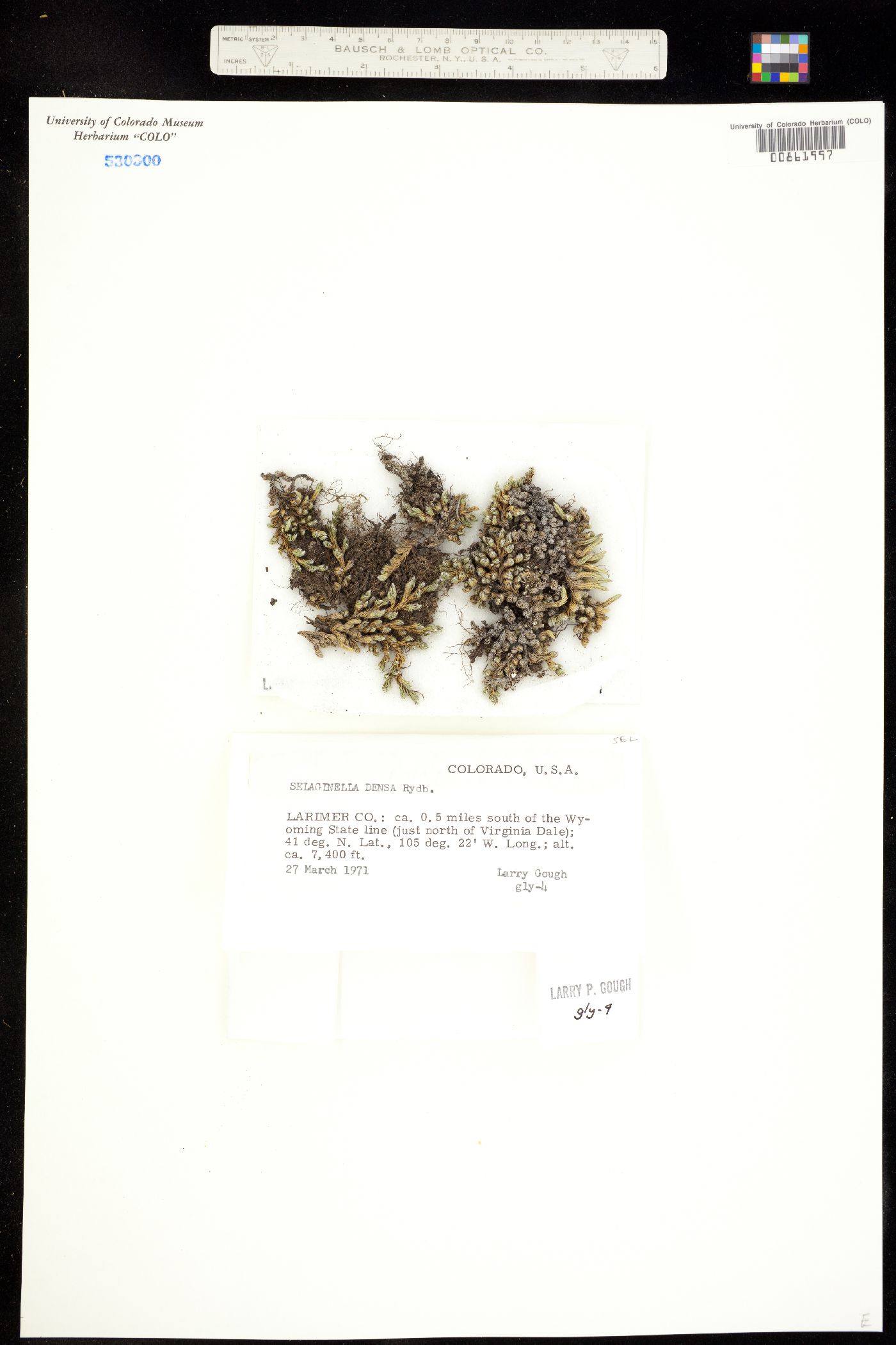 Selaginella densa image