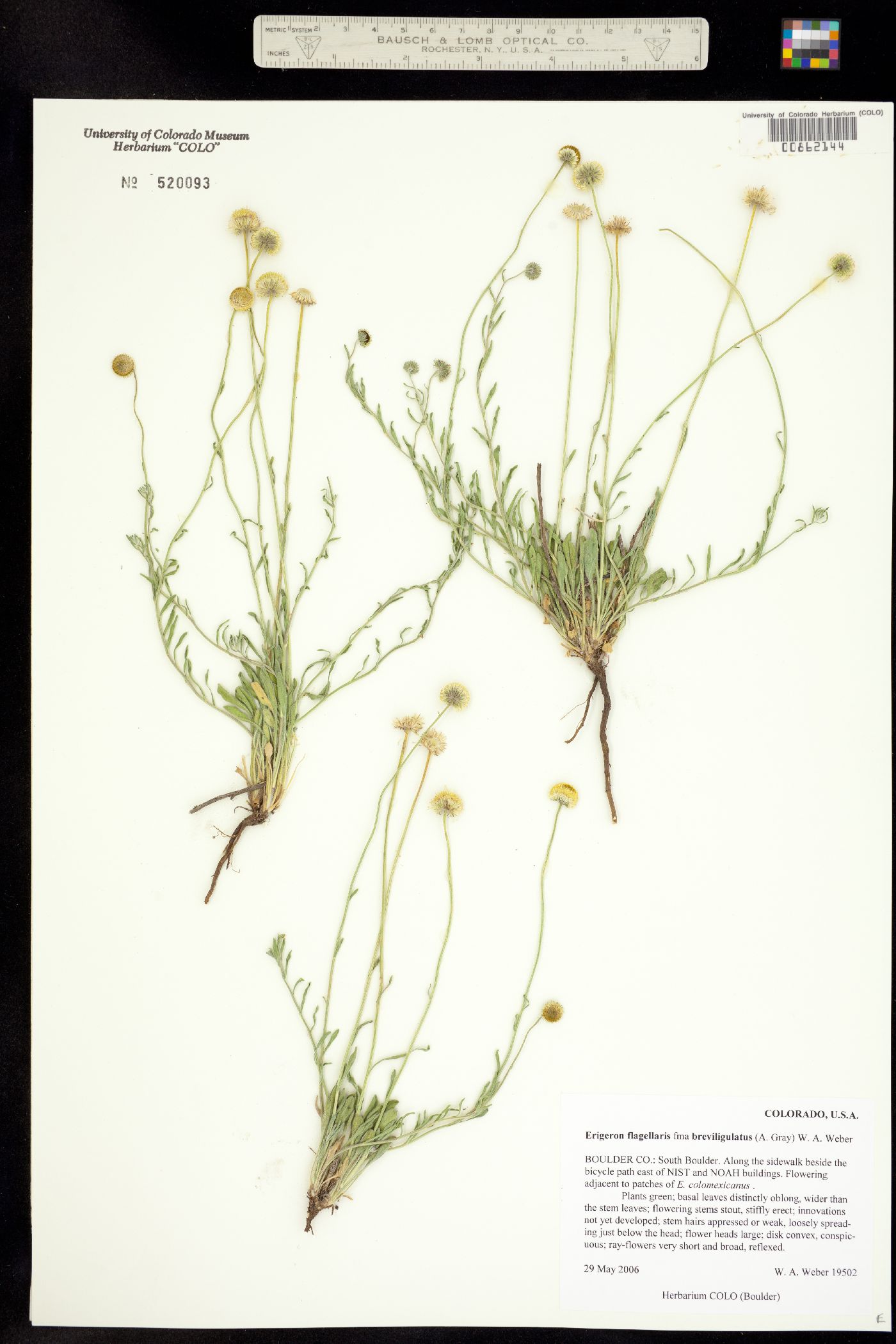 Erigeron flagellaris fma. breviligulatus image