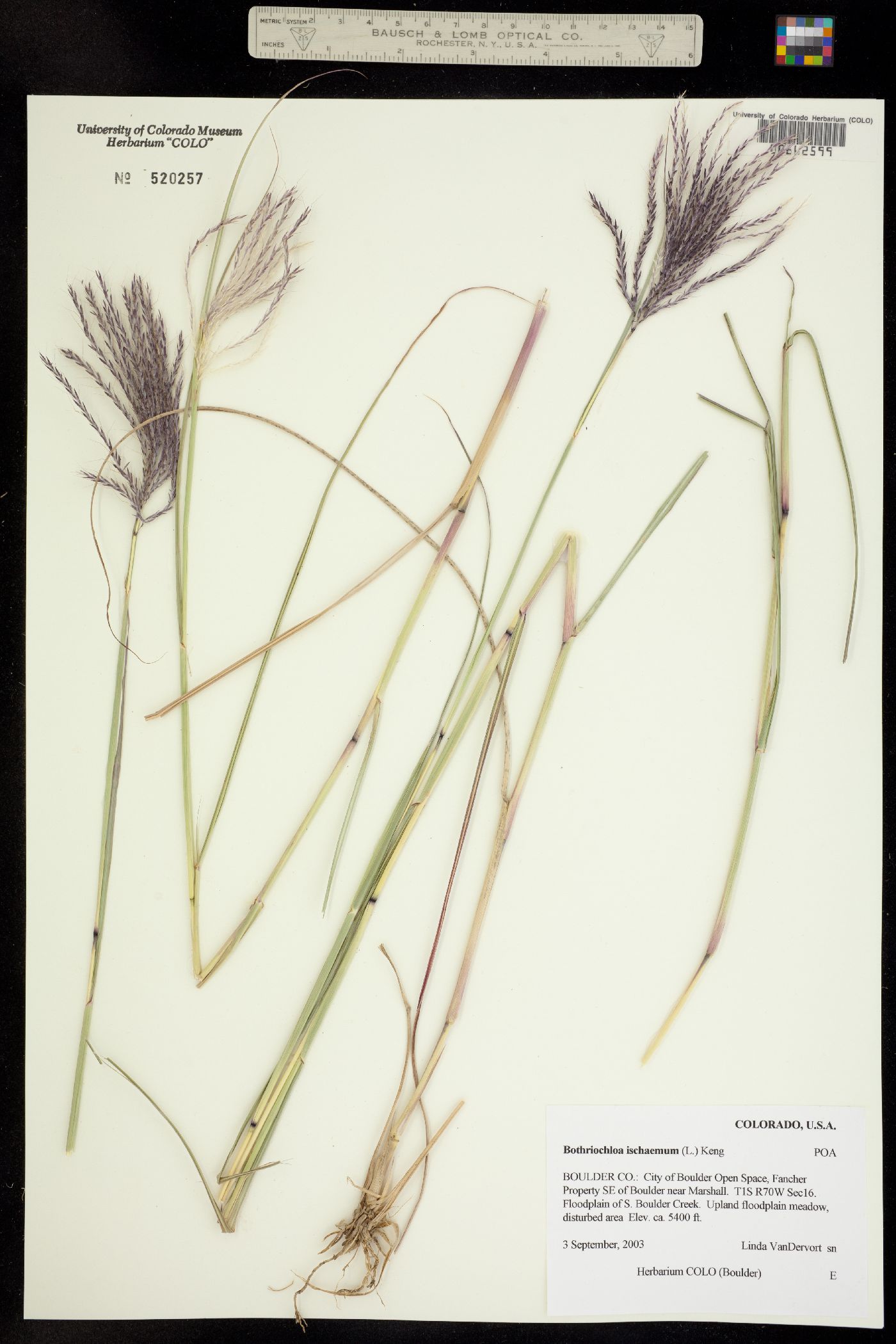 Bothriochloa ischaemum image