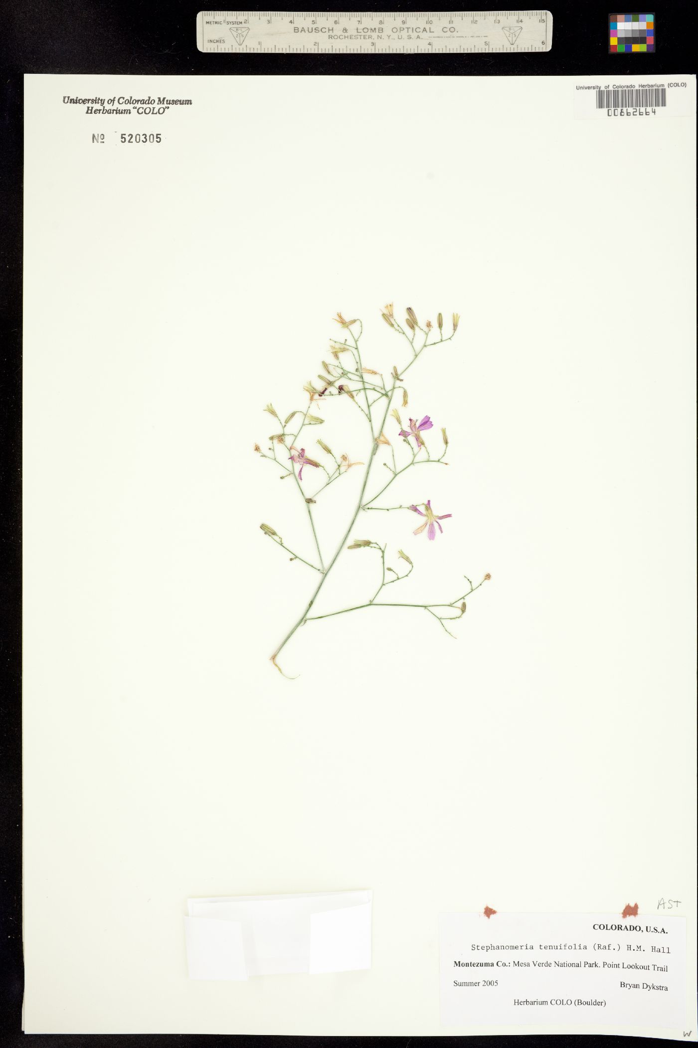 Stephanomeria tenuifolia image
