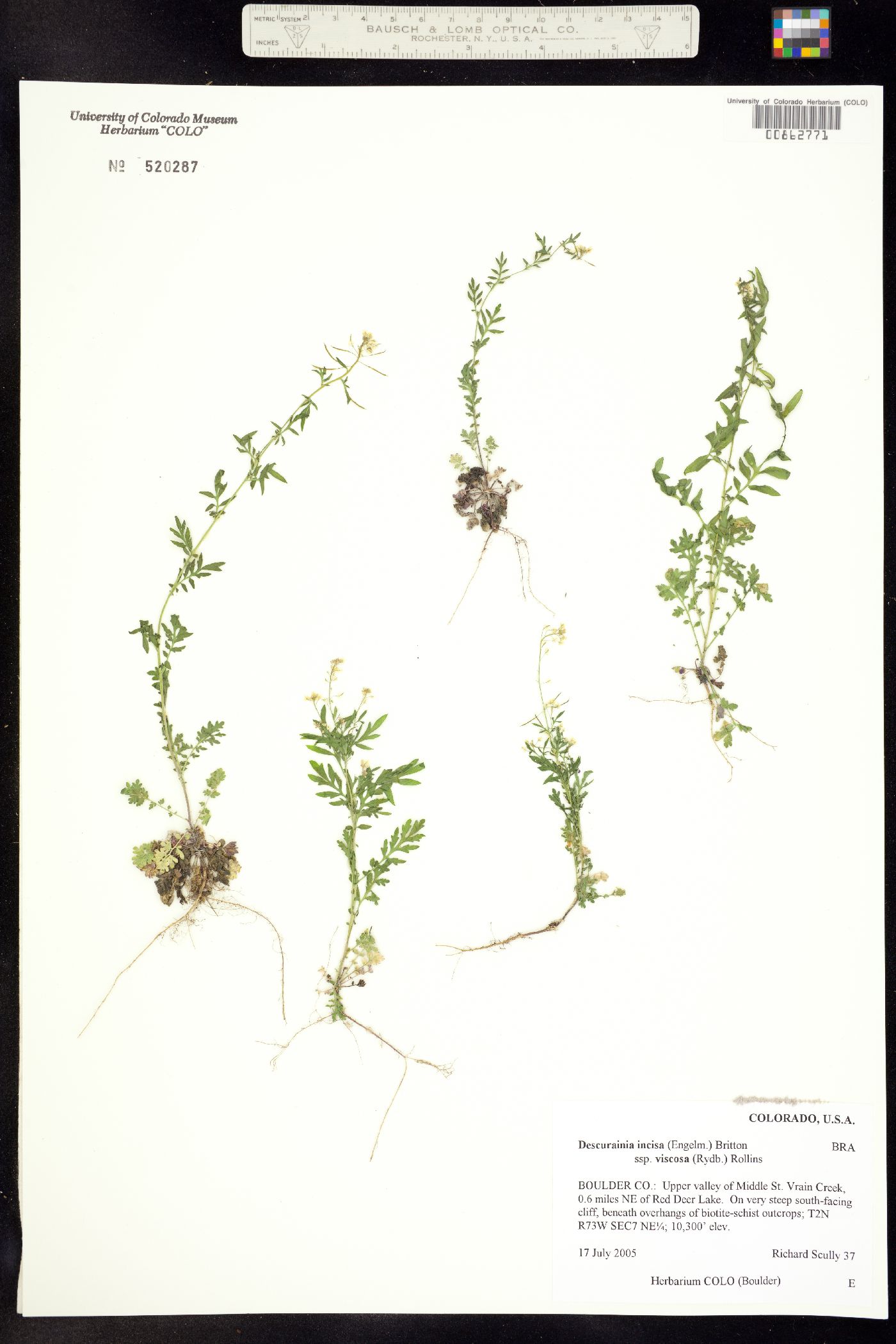 Descurainia incisa ssp. viscosa image