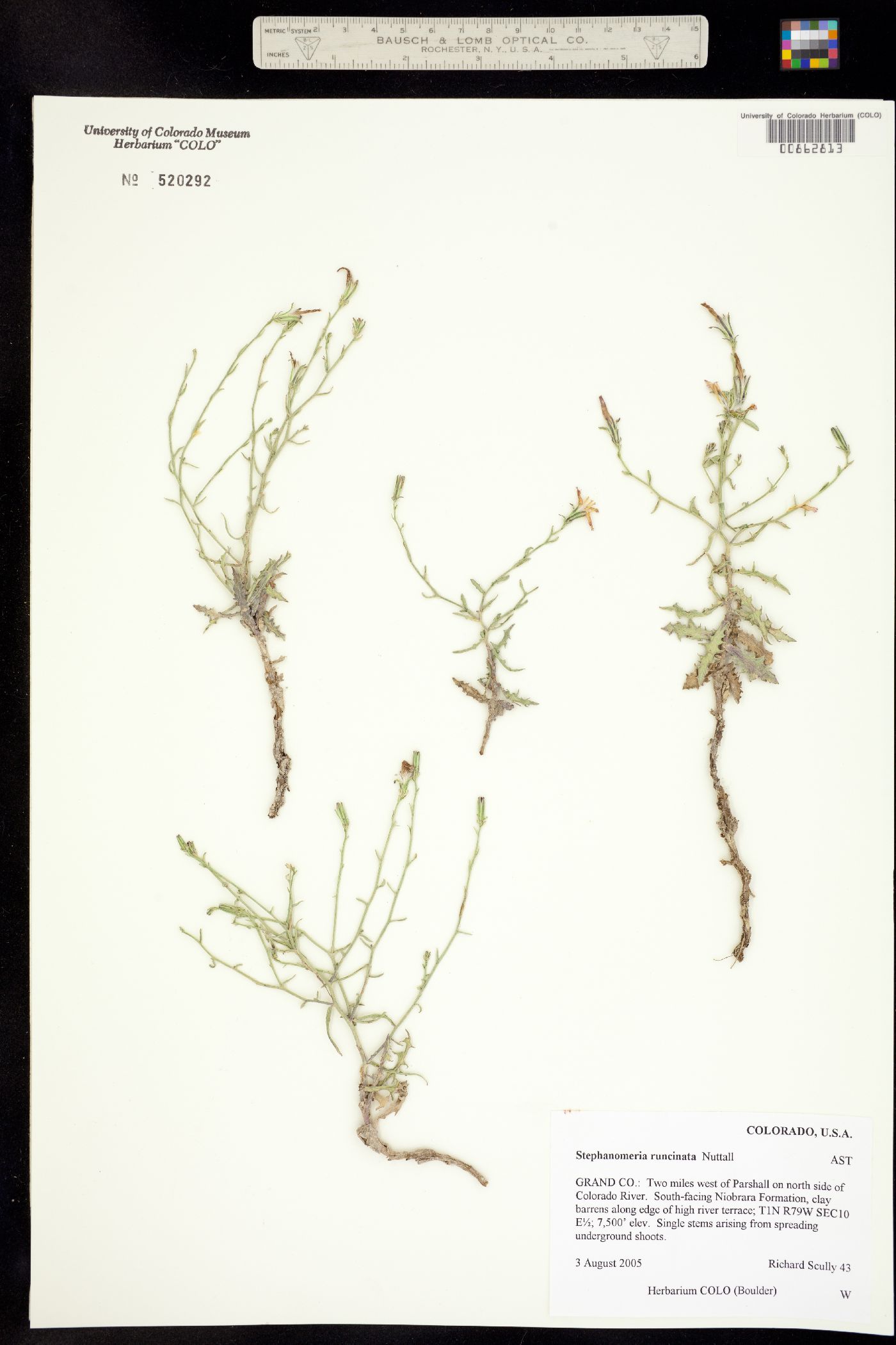 Stephanomeria runcinata image