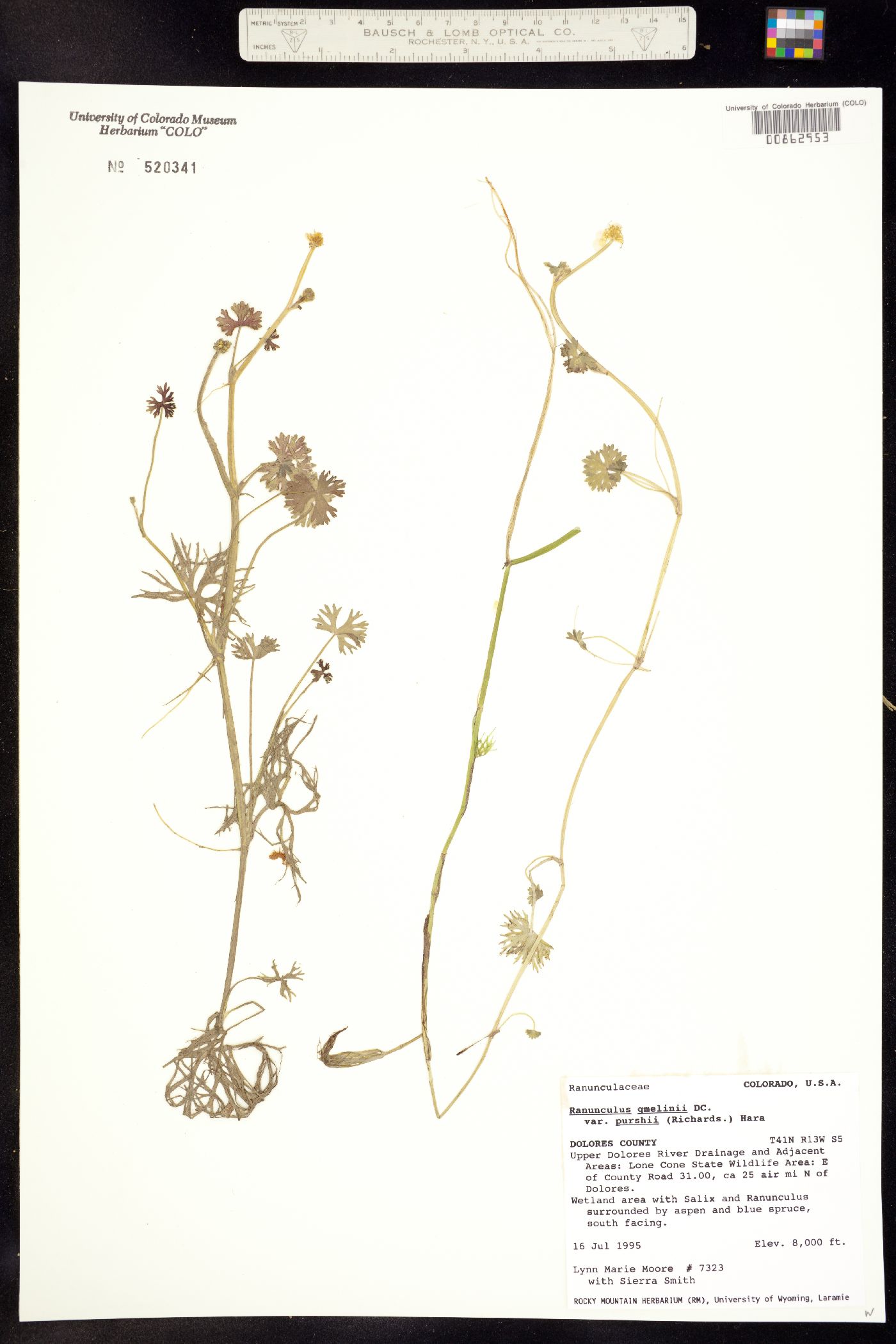 Ranunculus gmelinii image