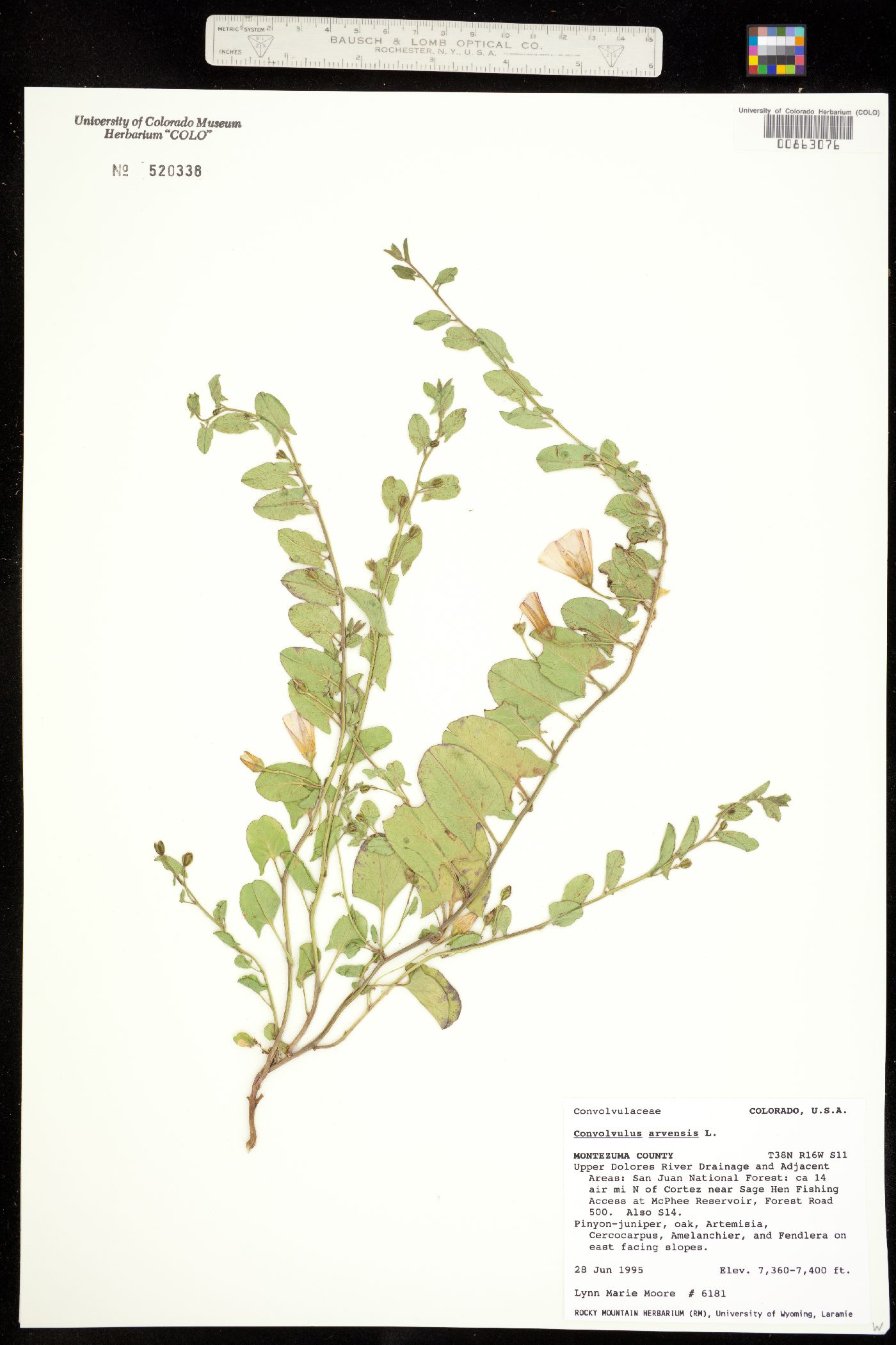 Convolvulus arvensis image