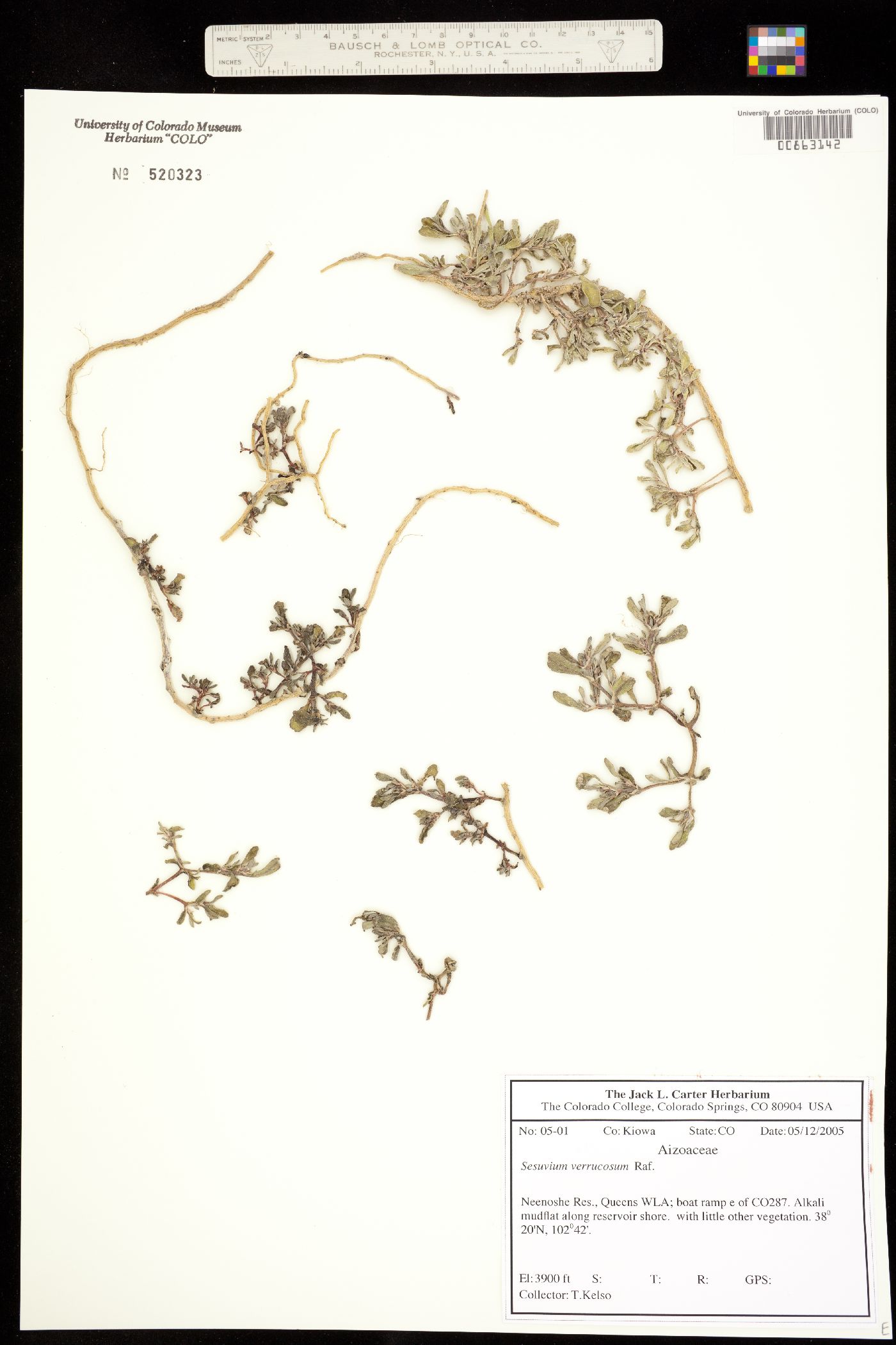 Sesuvium verrucosum image