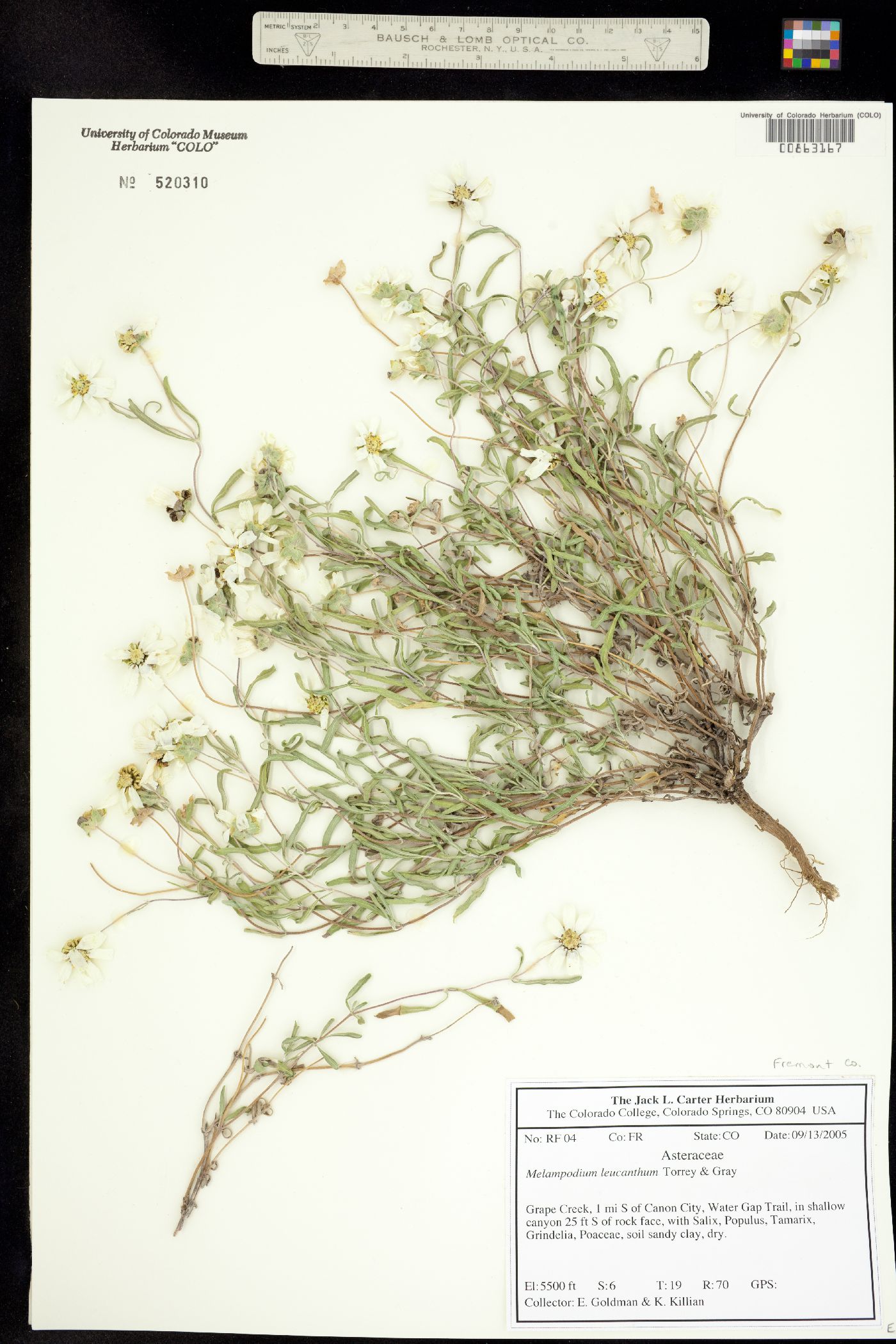Melampodium image