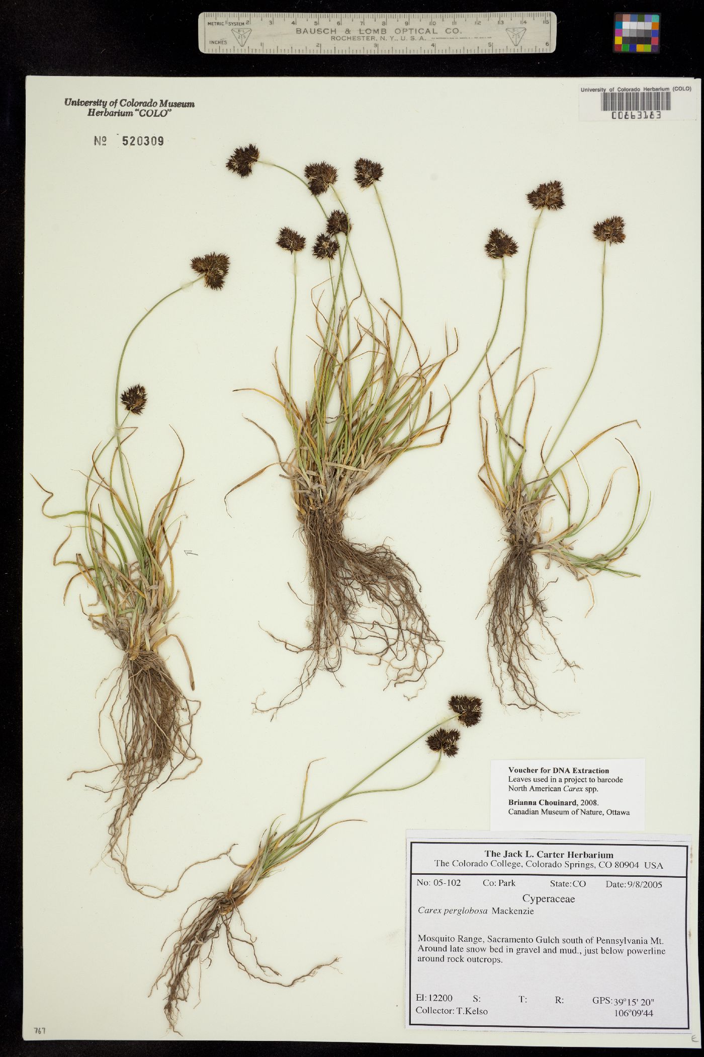 Carex perglobosa image