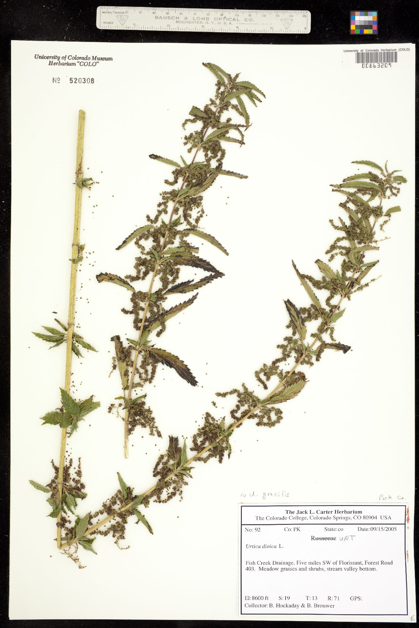 Urtica gracilis ssp. gracilis image