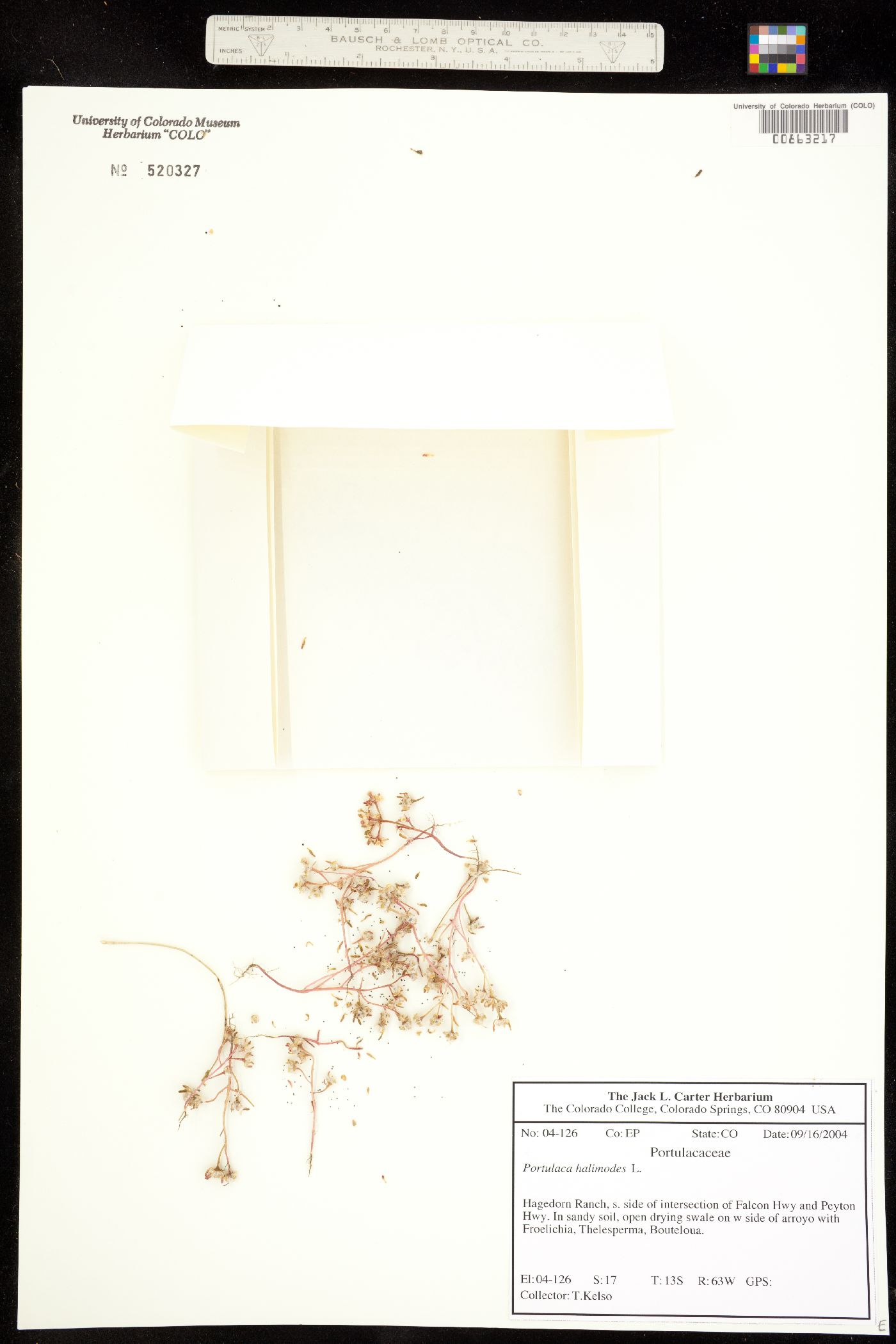 Portulaca halimoides image