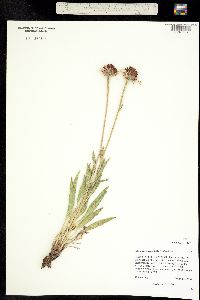 Echinacea angustifolia image
