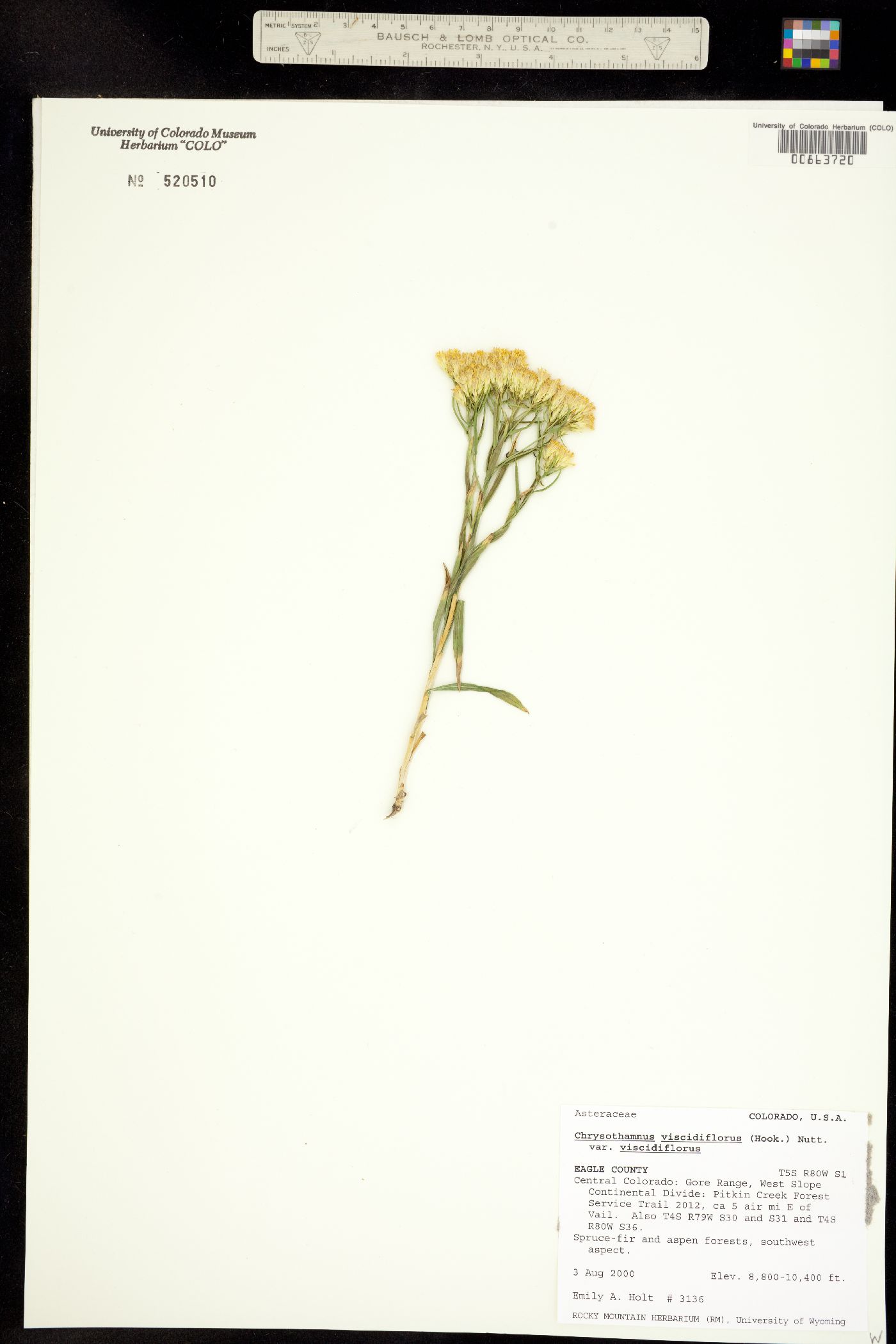 Chrysothamnus viscidiflorus subsp. viscidiflorus image