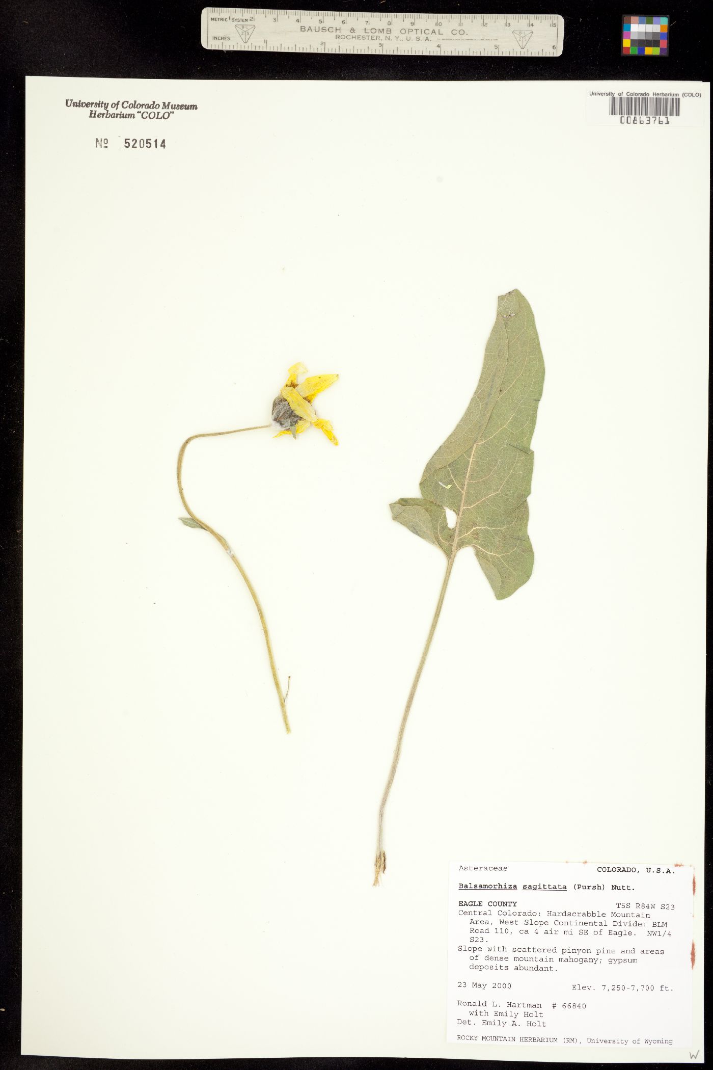 Balsamorhiza sagittata image