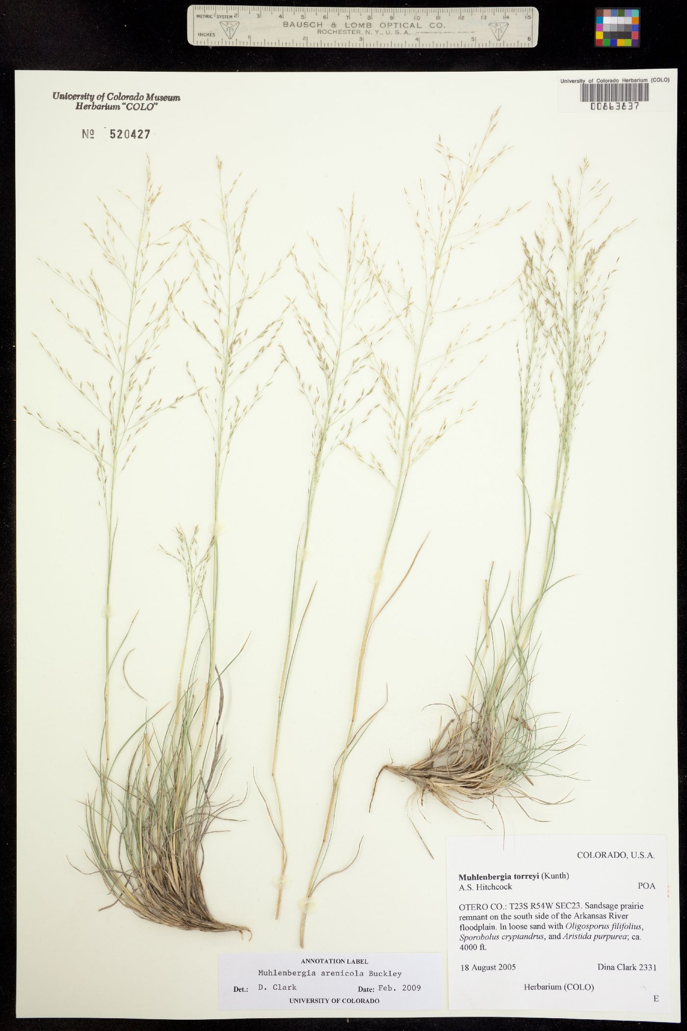 Muhlenbergia arenicola image